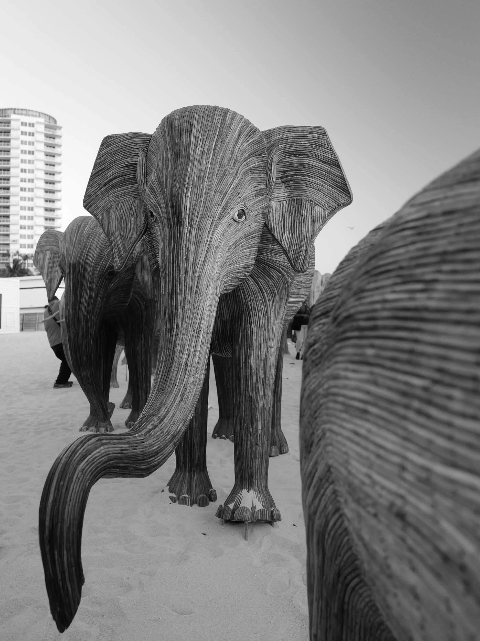 A line of life-sized elephant sculptures stands quietly on the sand, their textured forms rendered in striking black and white. Viewed head-on, the nearest figure seems to approach the viewer with a gentle, solemn presence, while distant buildings hi