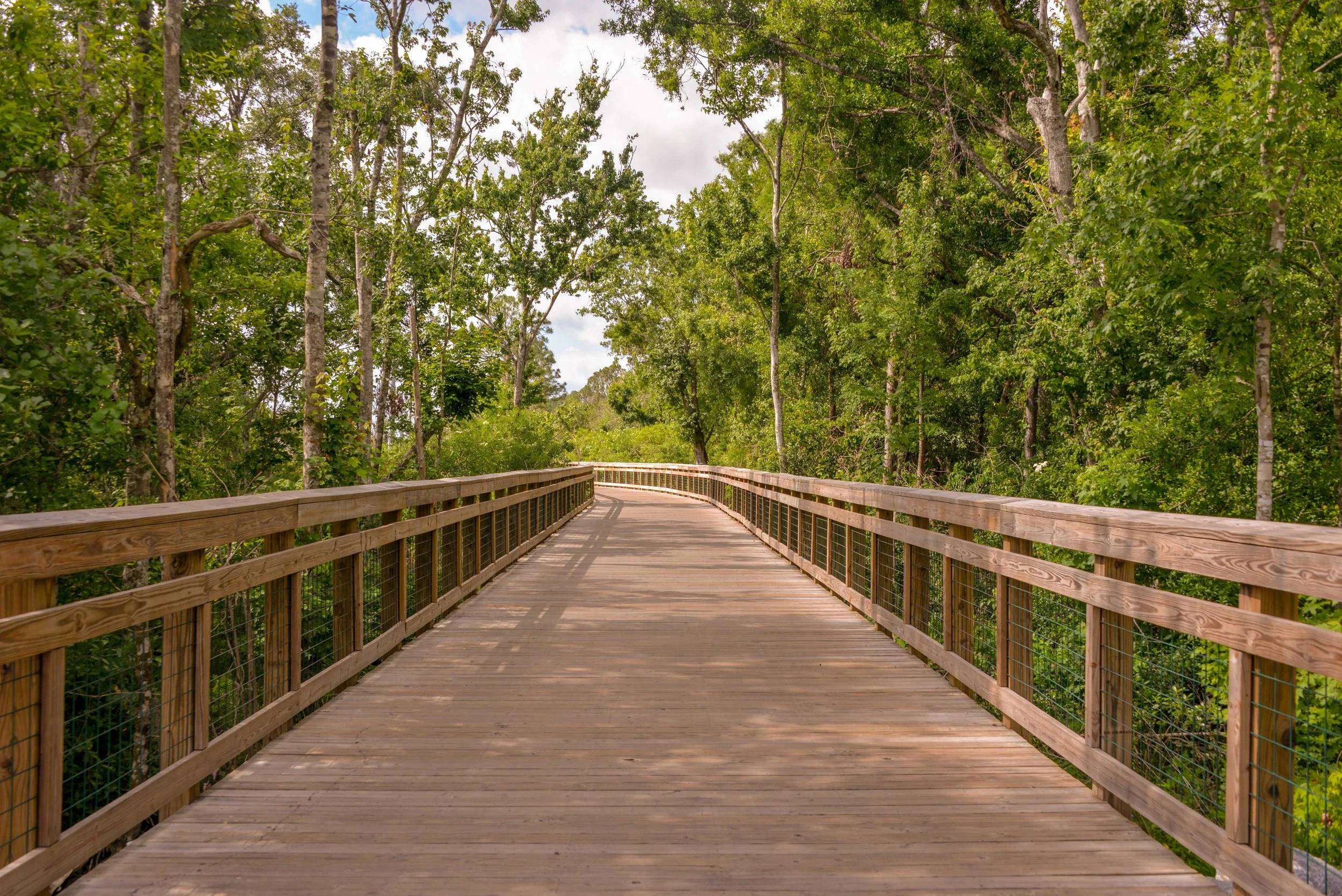 Wooden boardwalk surrounded by lush green trees in a forested area.