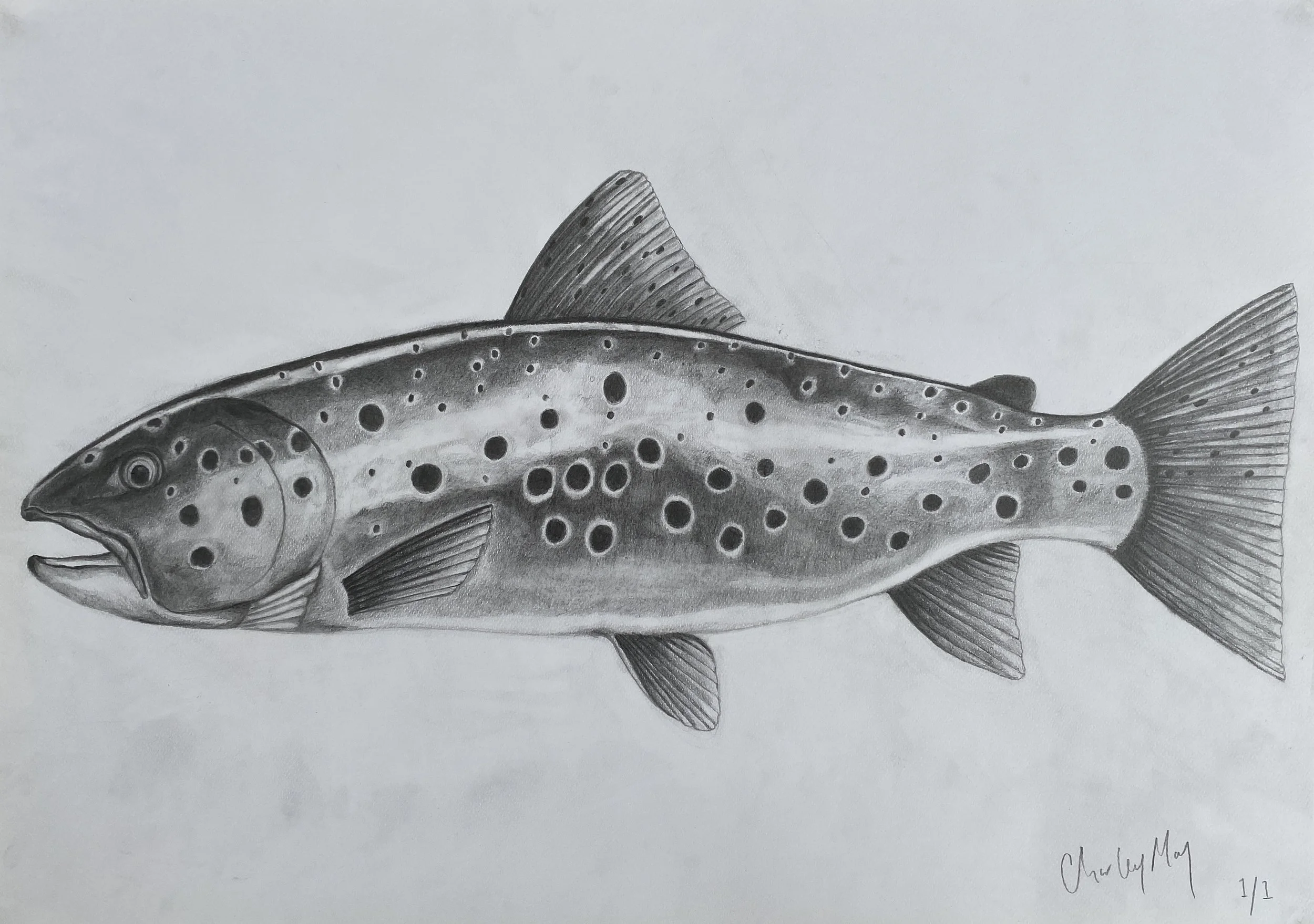 Brown Trout by Charley May.JPG