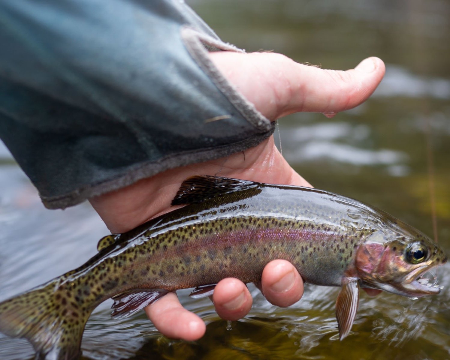 Brown+trout+vs.+Rainbow+trout-13.jpg