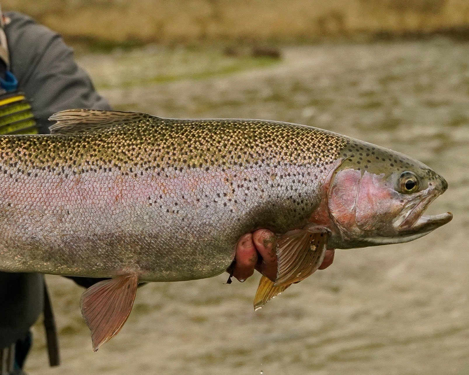 Brown+trout+vs.+Rainbow+trout-12.jpg
