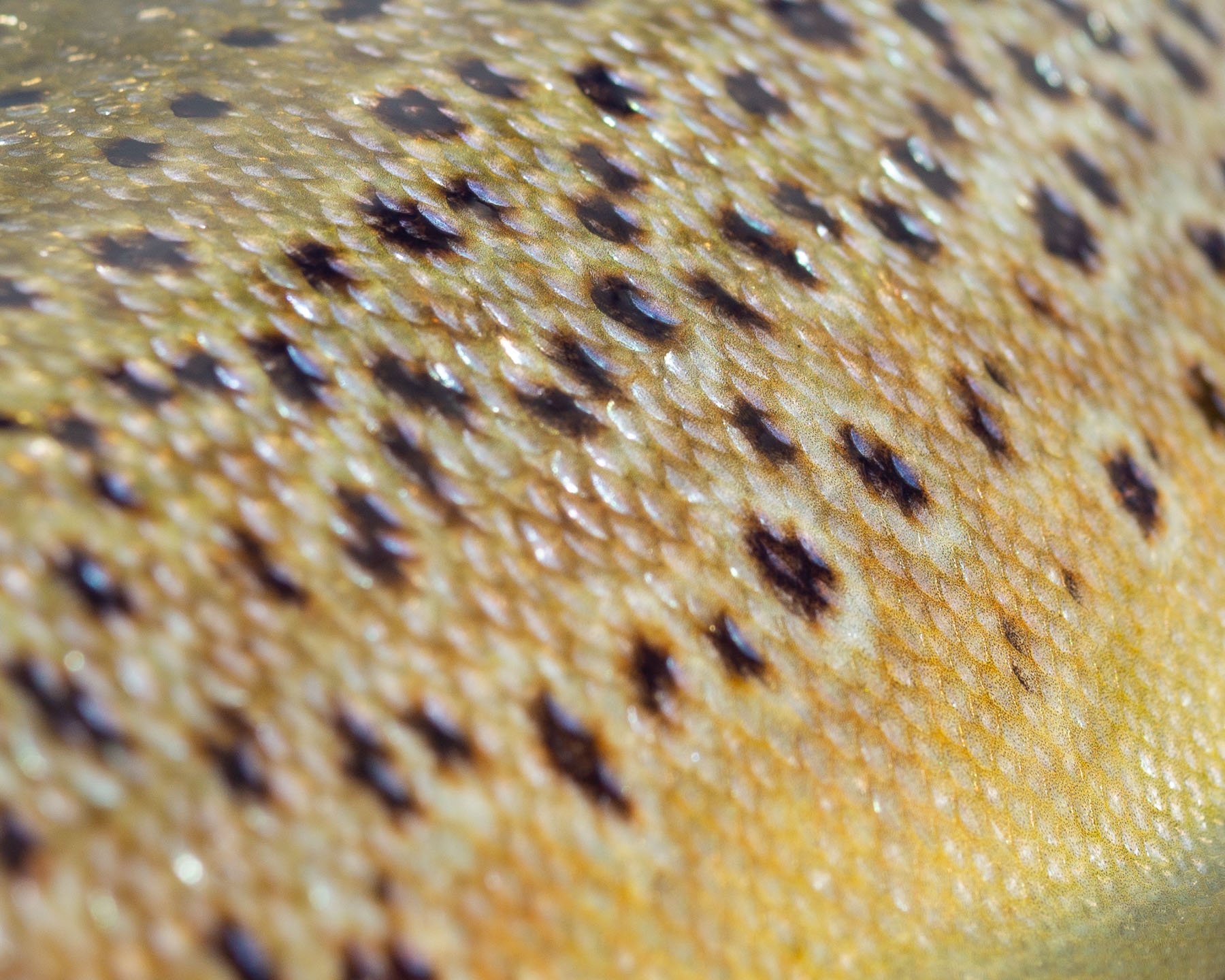 Brown trout vs. Rainbow trout-6.jpg