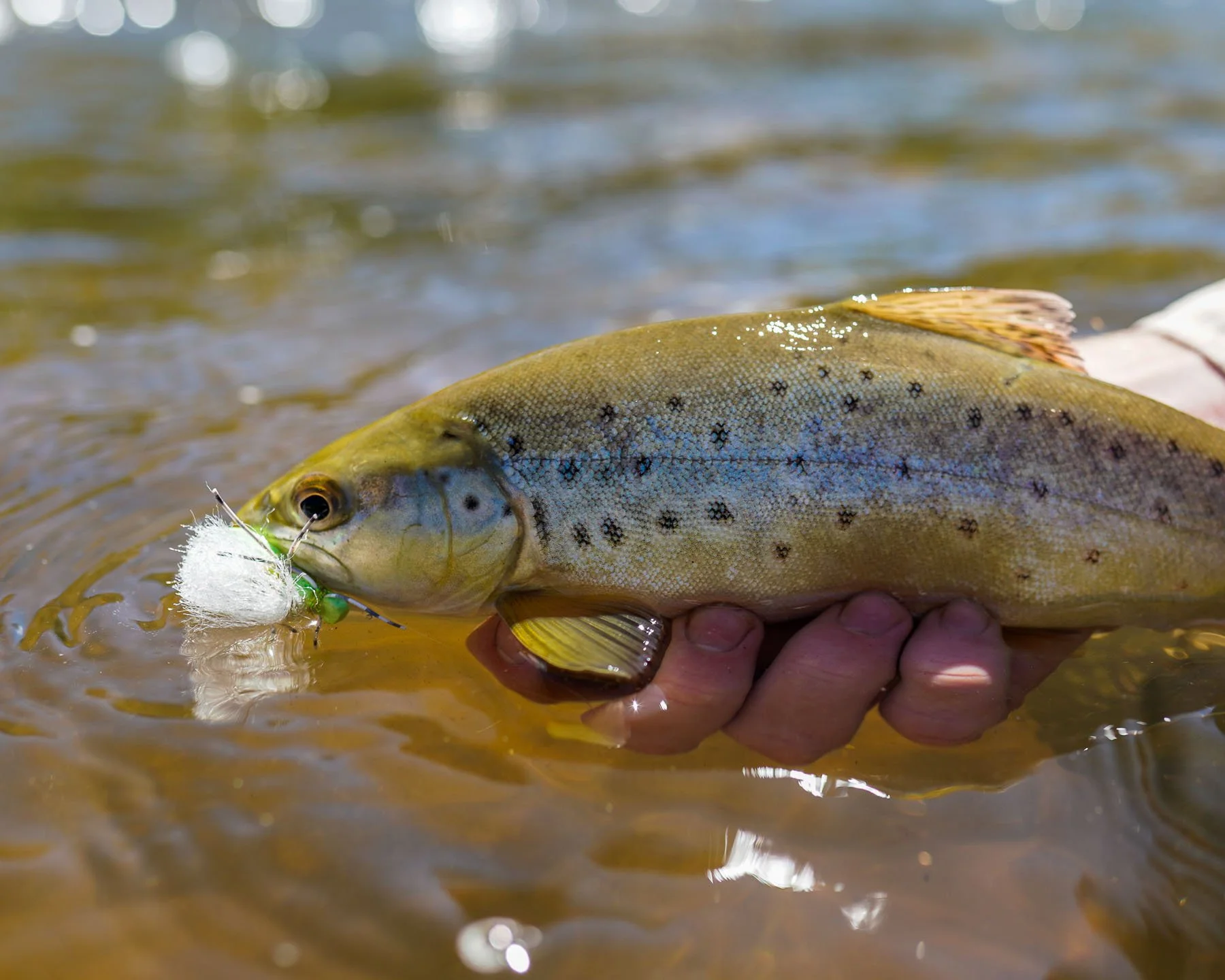 Hopper_MS 5x4-03.jpg