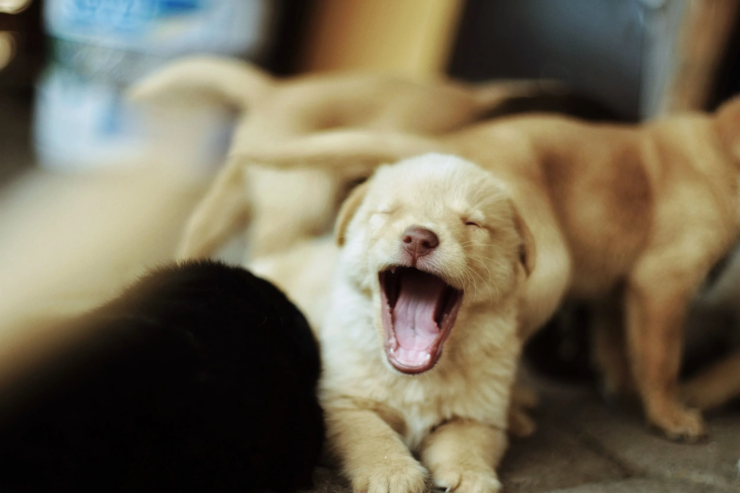 Meditation Makes Me Sleepy: How to Deal with Drowsiness in Meditation