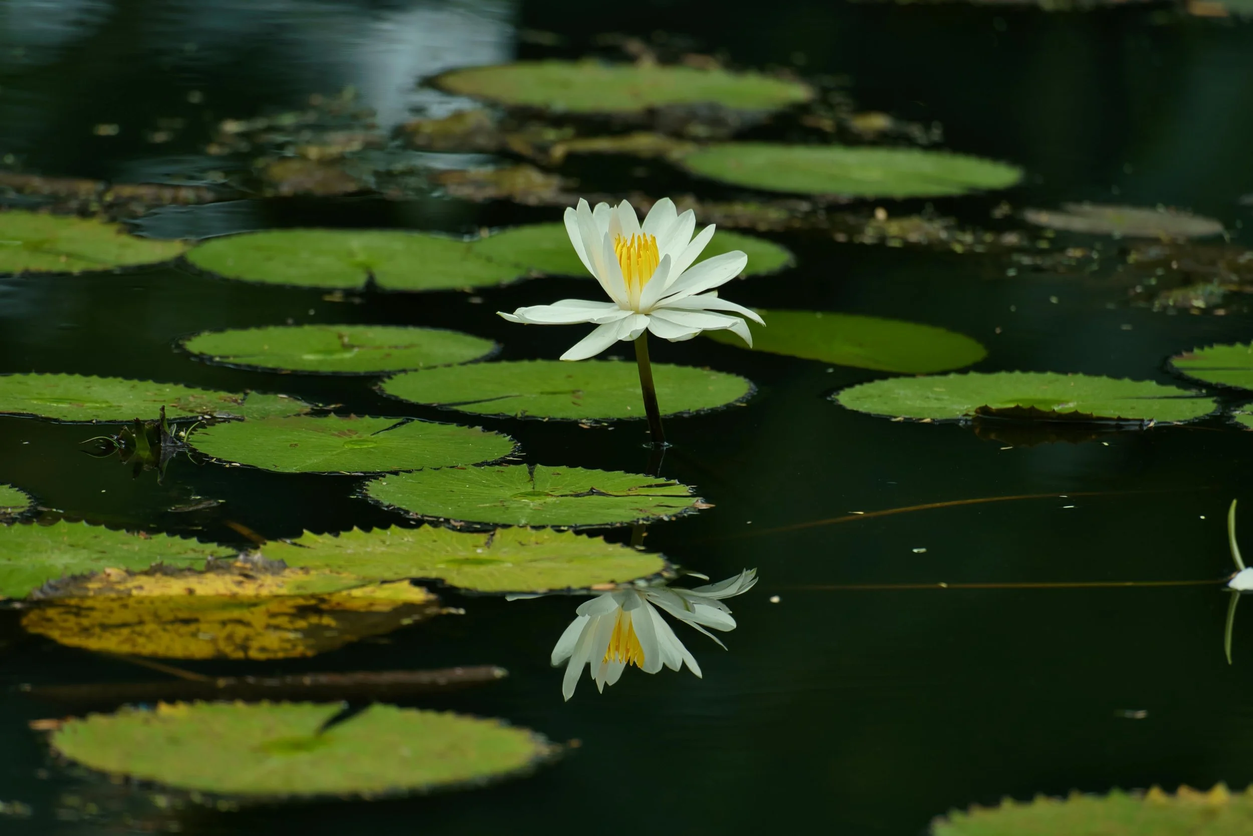 body scan script for beginners