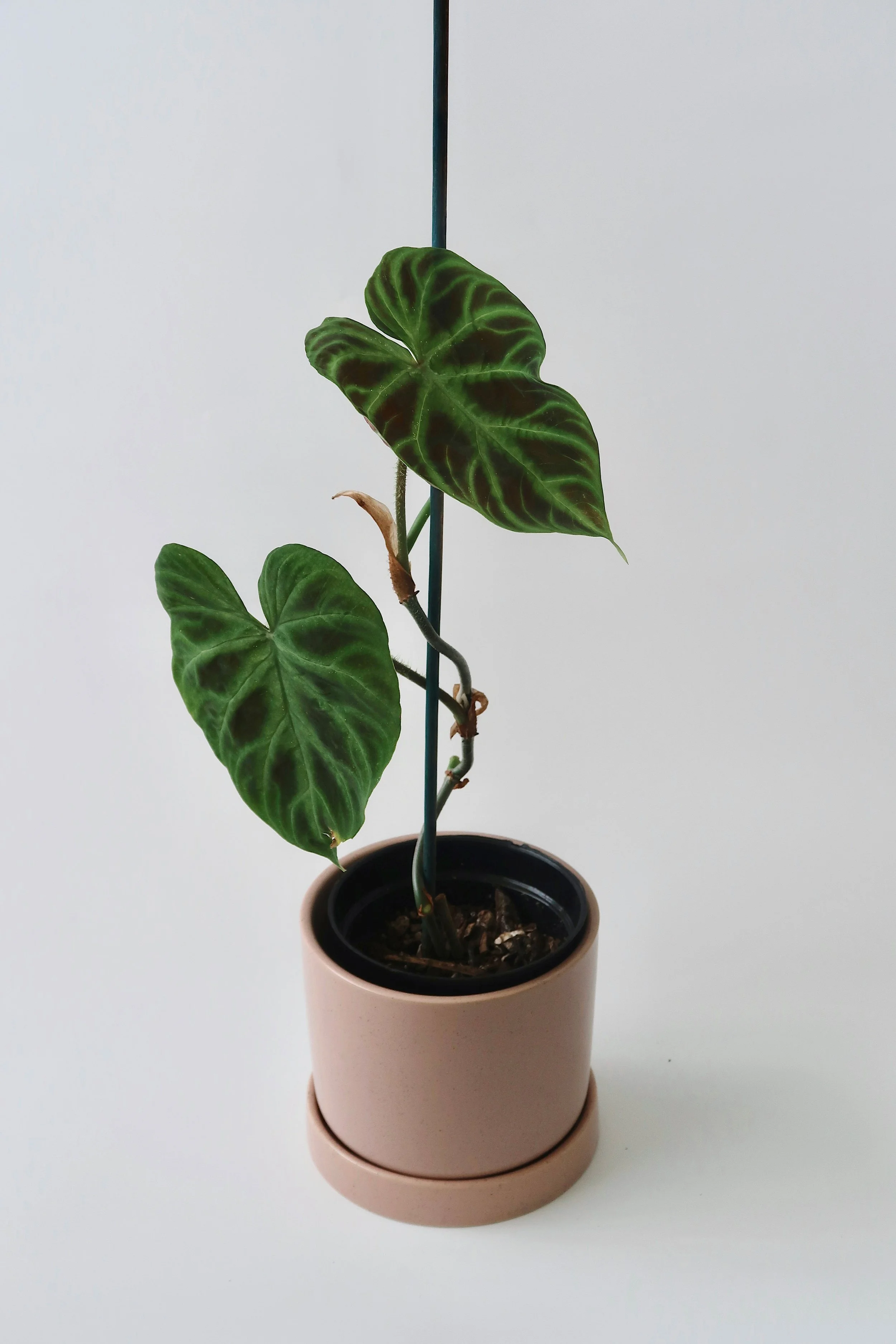 Philodendron Verrucosum