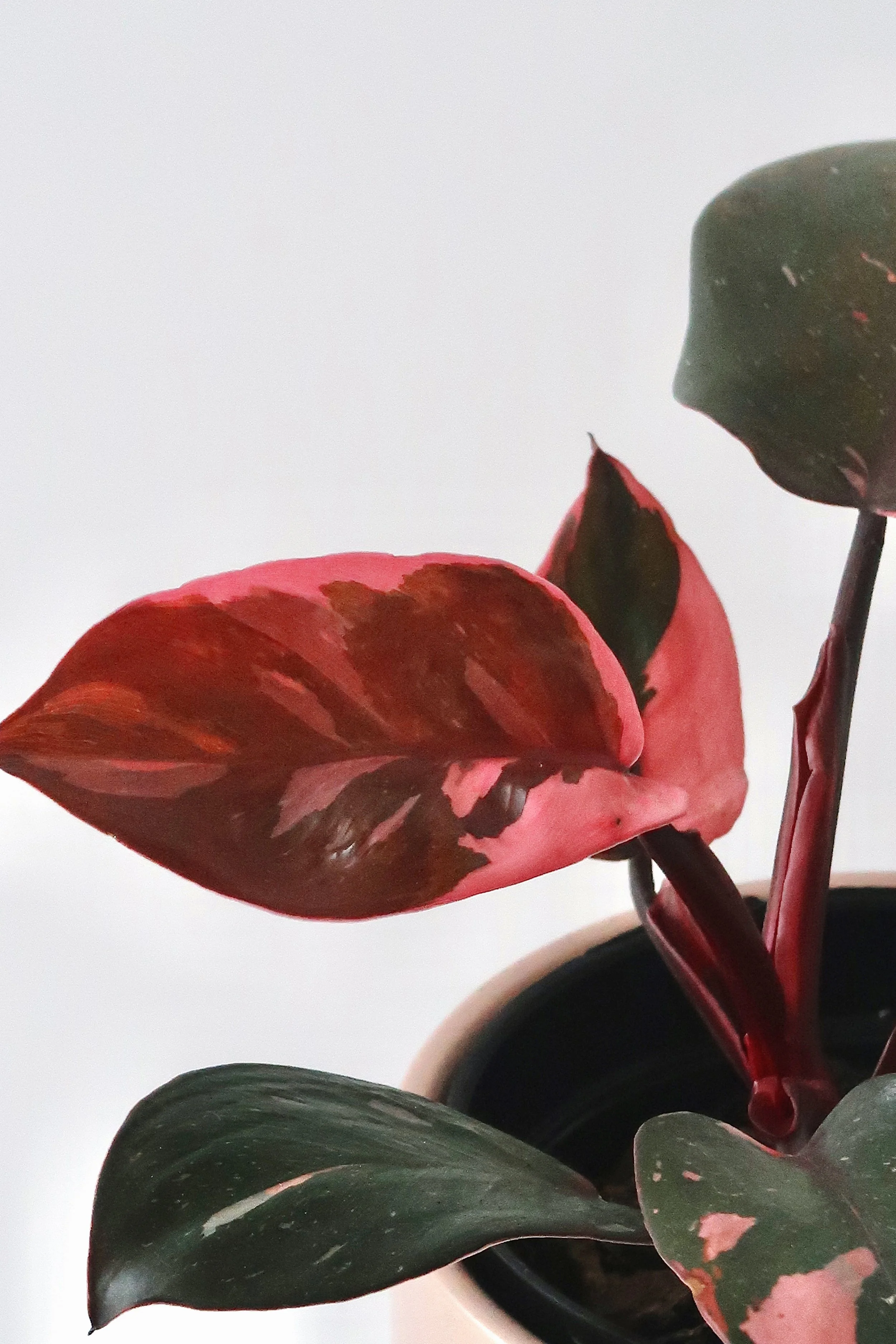 Philodendron pink princess, pink princess philodendron