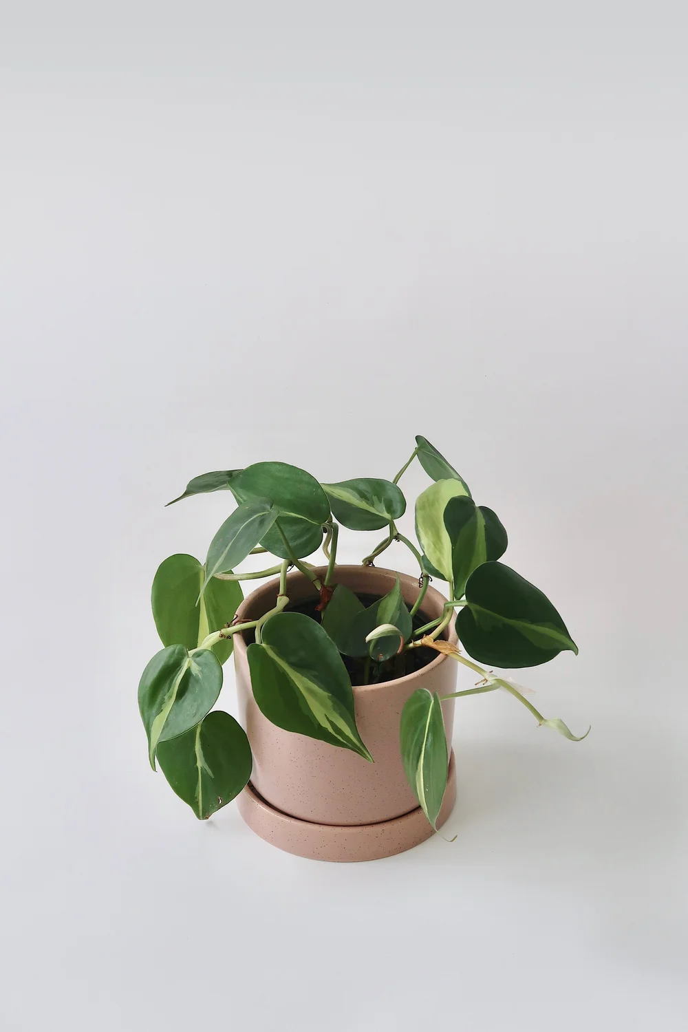 buy snake plants toronto Snake Plant Moonshine (Sansevieria)