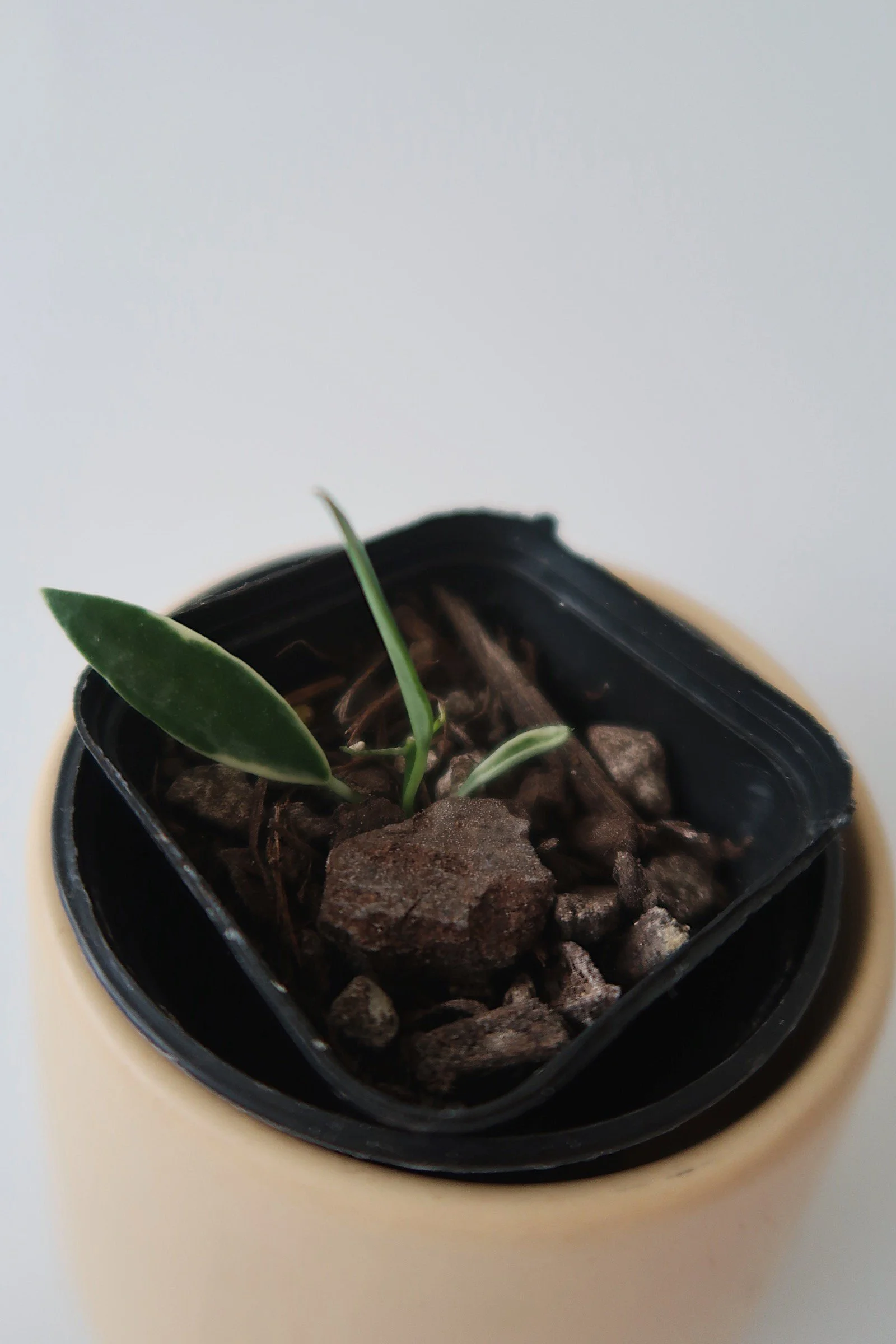 POWERS TO FLOWERS - HOYA KROHNIANA ESKIMO SPLASH, SUPER SILVER,XL, pianta vera