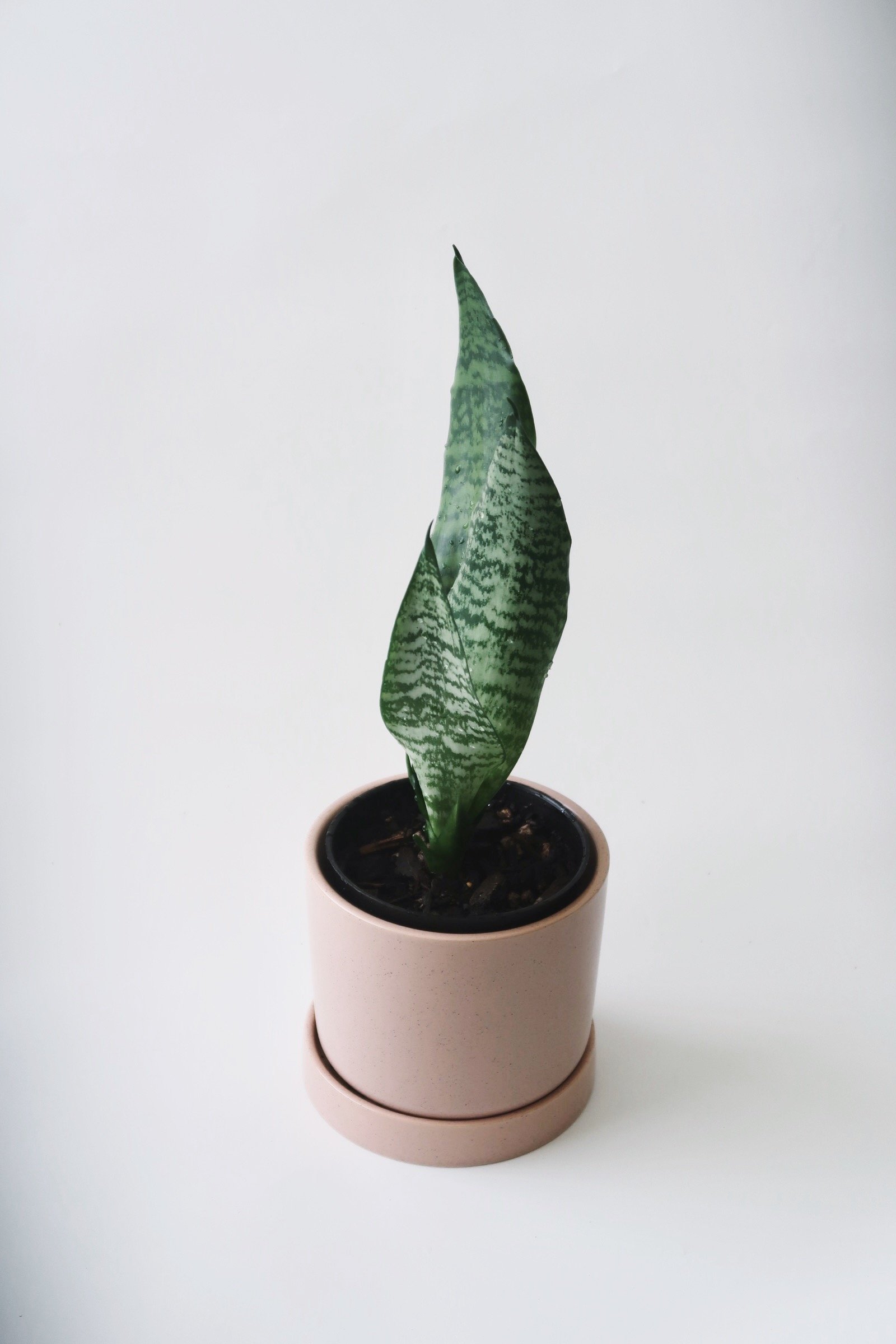 Snake Plant 01