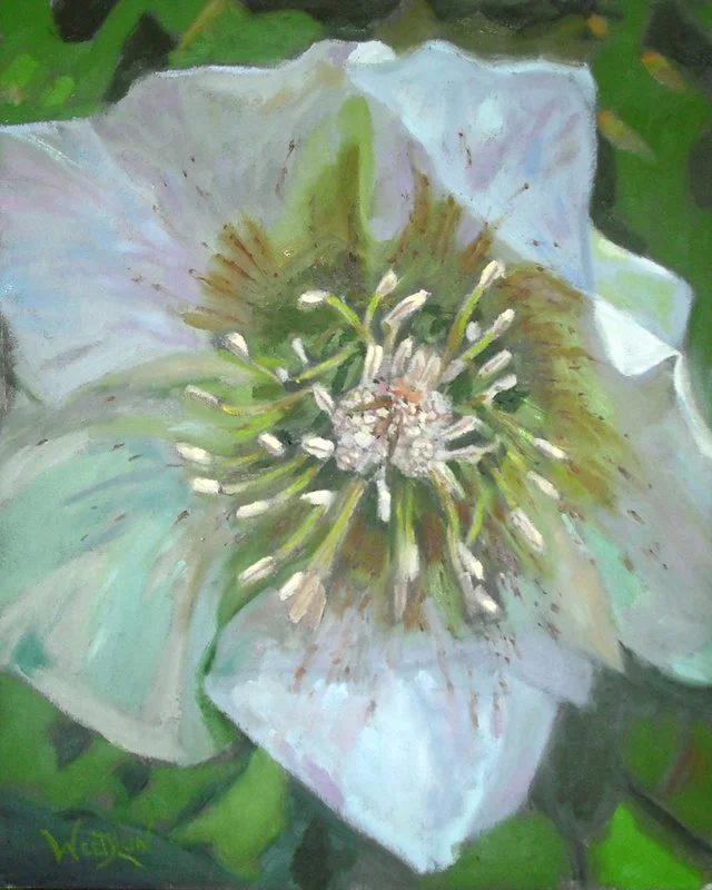 Lenten Rose
