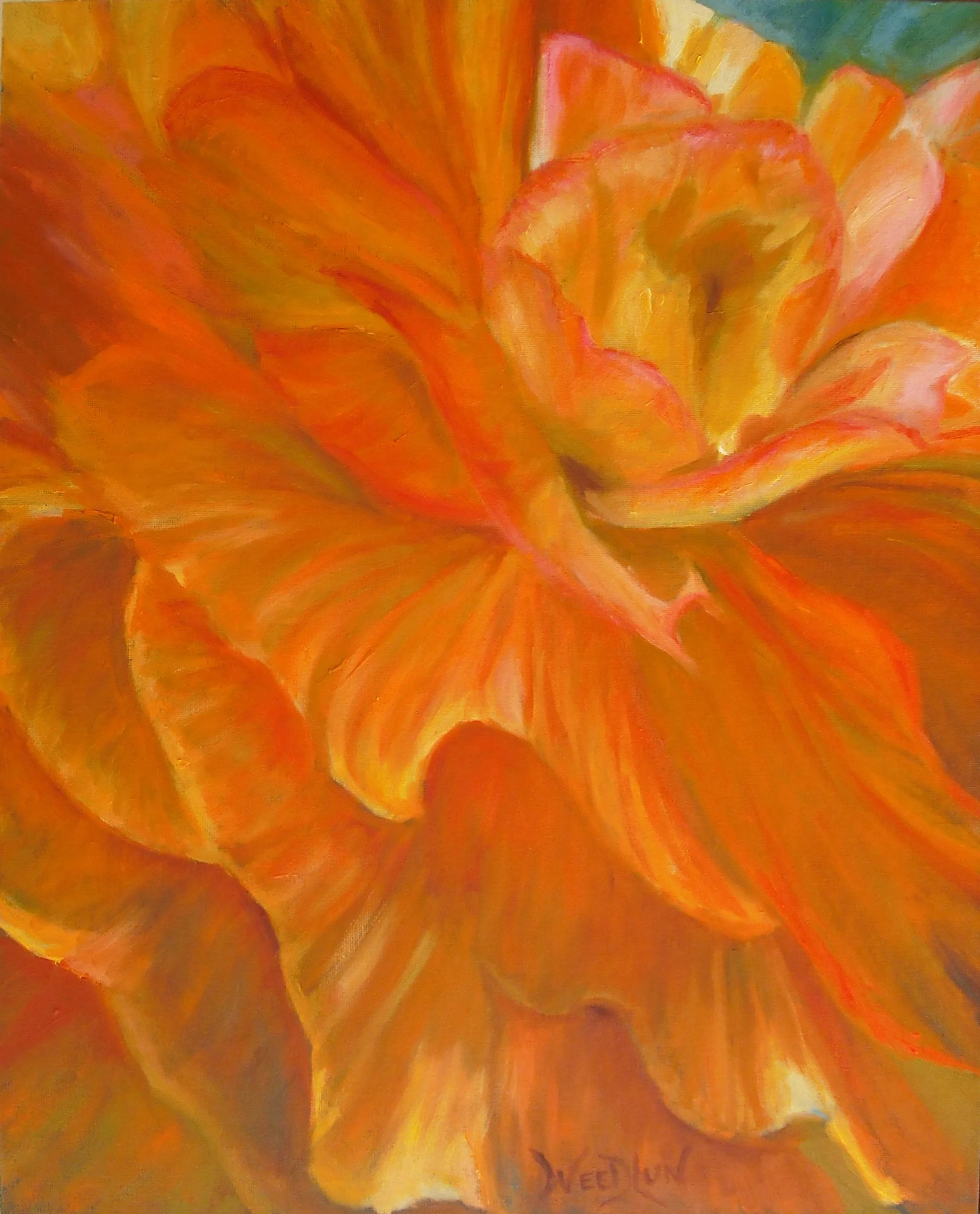 Flamenco Begonia