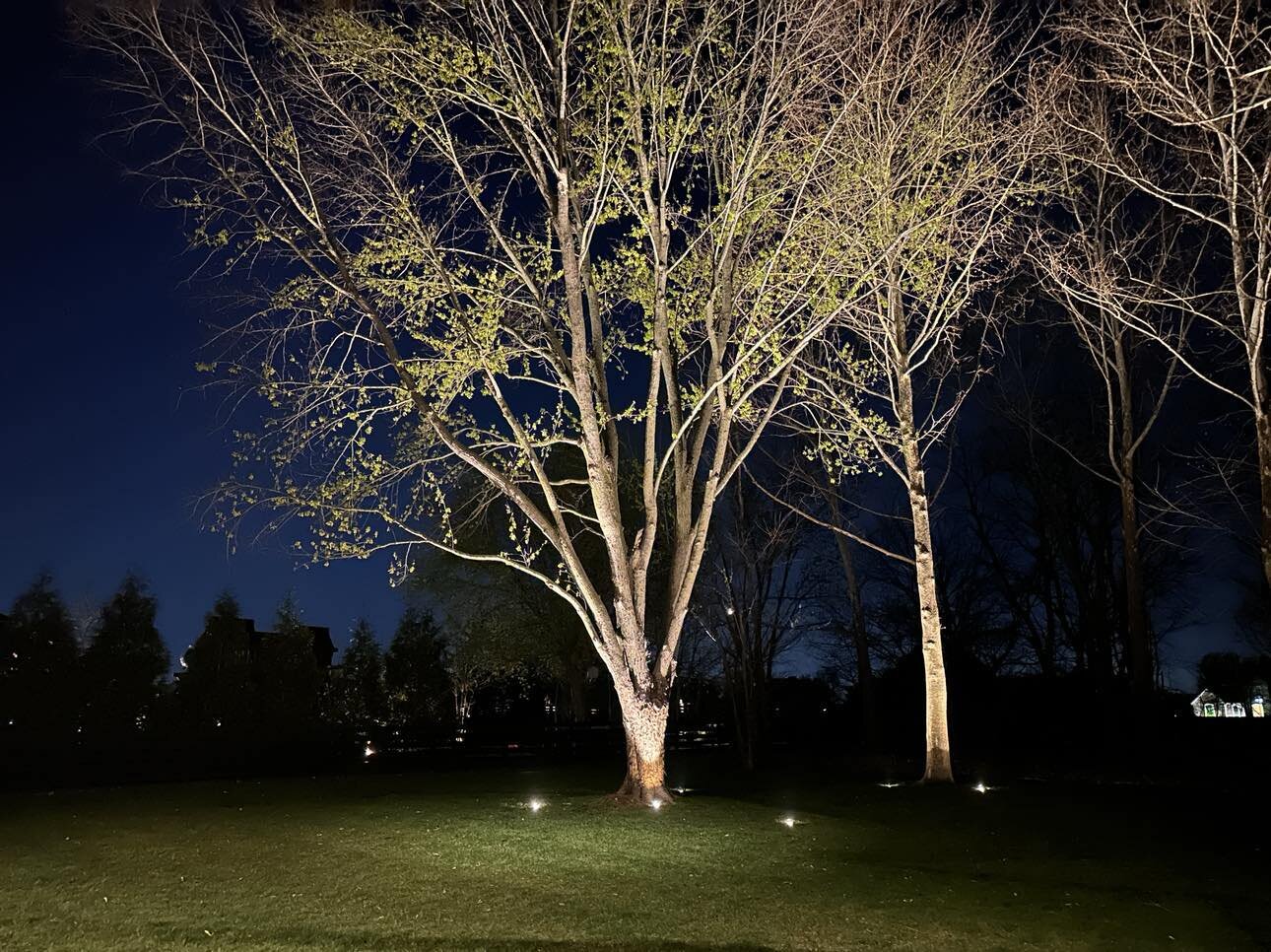 🌟This week in Bentonville, Arkansas we completed another stunning landscaping lighting project! 🌳💡 

For this part of the project, we used well lights to illuminate the trees. These discreet fixtures elegantly illuminate the canopy in an even, war