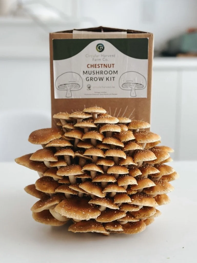 Gourmet Mushroom Bundle