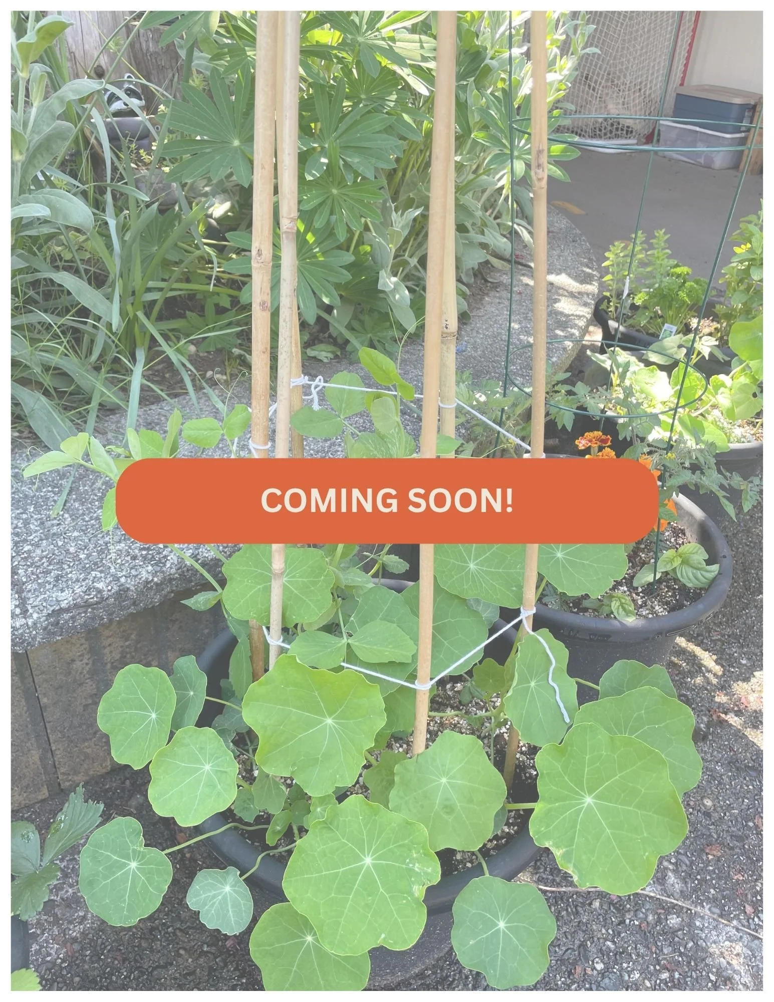 Pre-Order: The Self-Watering Veggie Garden Bundle