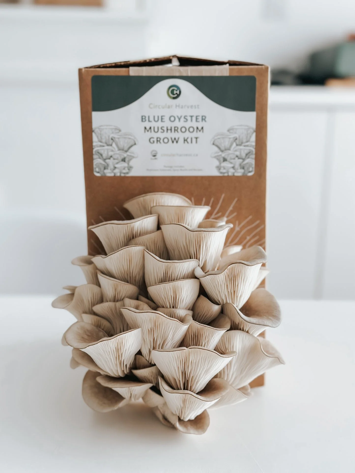 Pre-Order: Gourmet Mushroom Classroom Bundle 📚