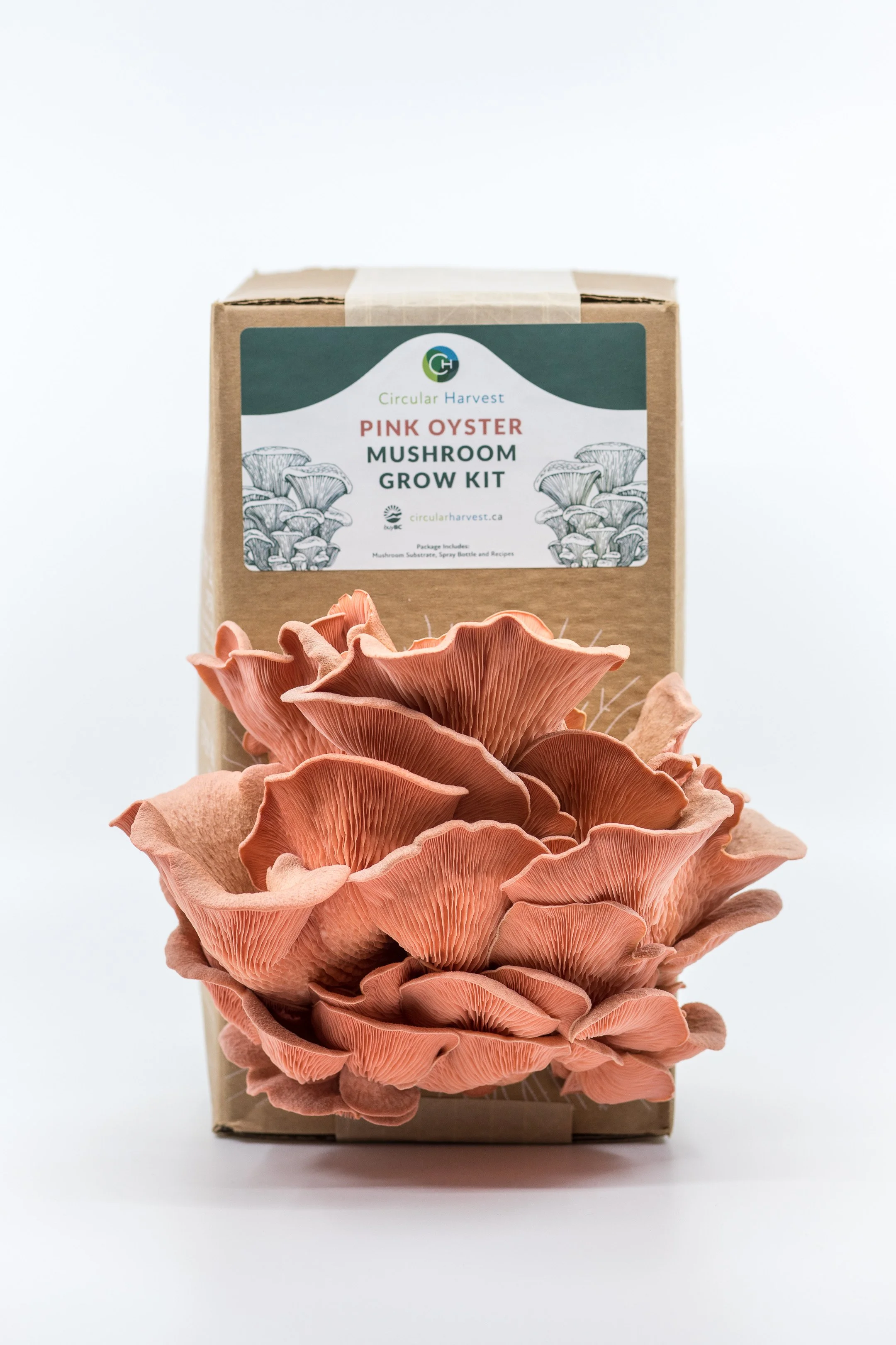 Pre-Order: Gourmet Mushroom Classroom Bundle 📚