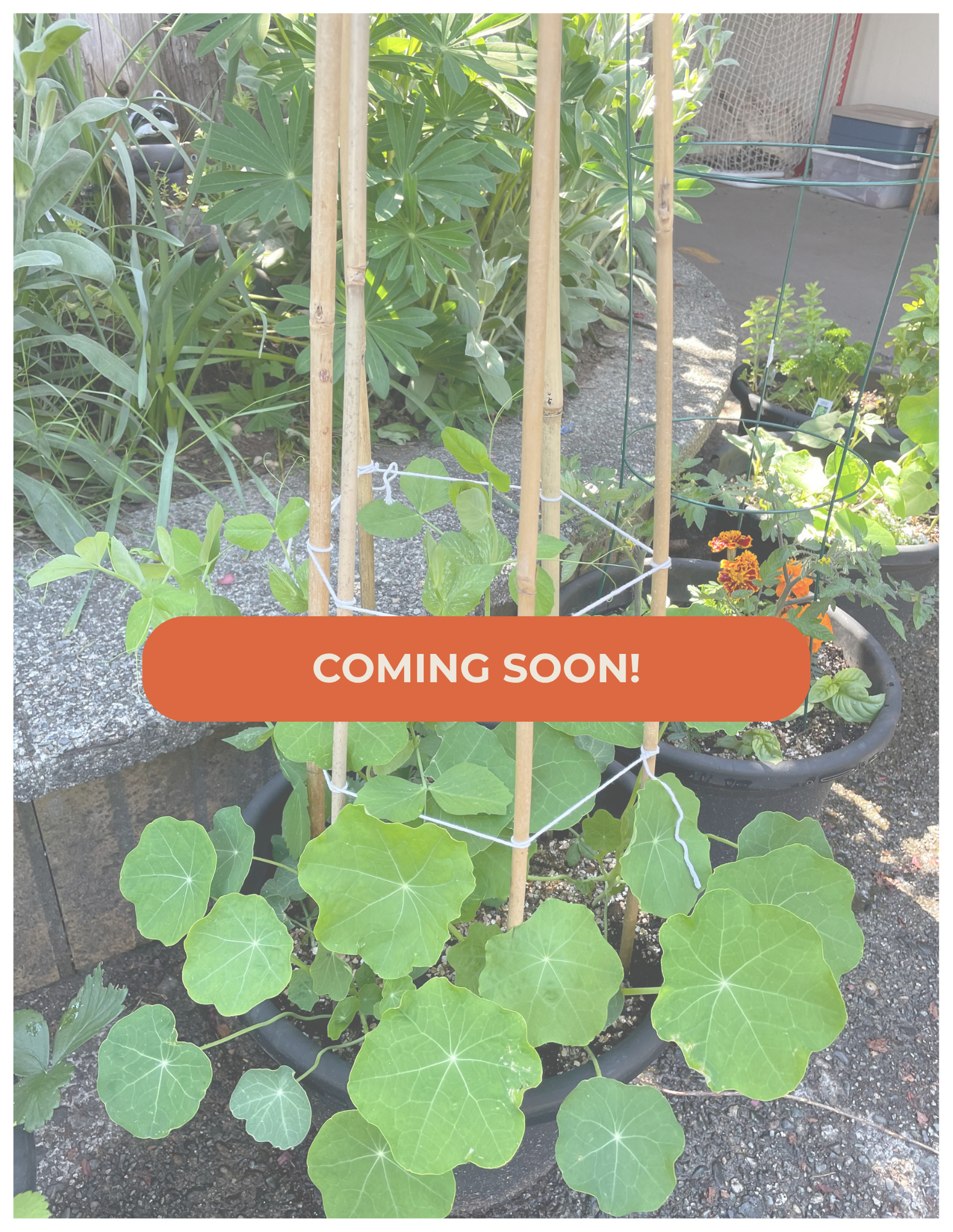 Pre-Order: The Self-Watering Veggie Garden Bundle