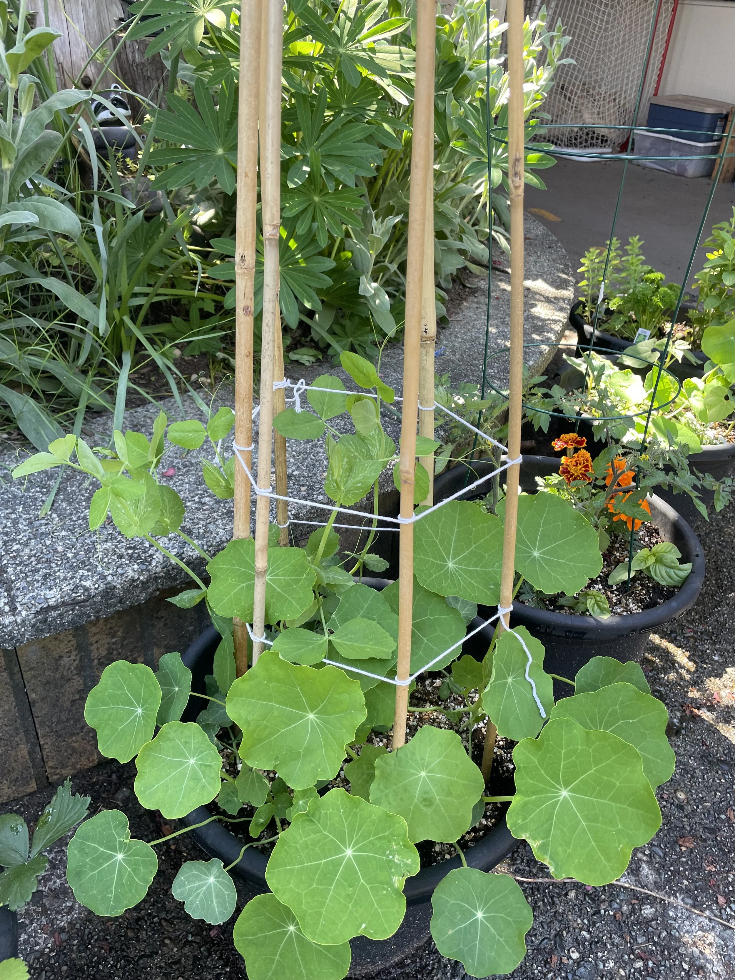 The Minimalist Self-Watering Grower Garden Bundle