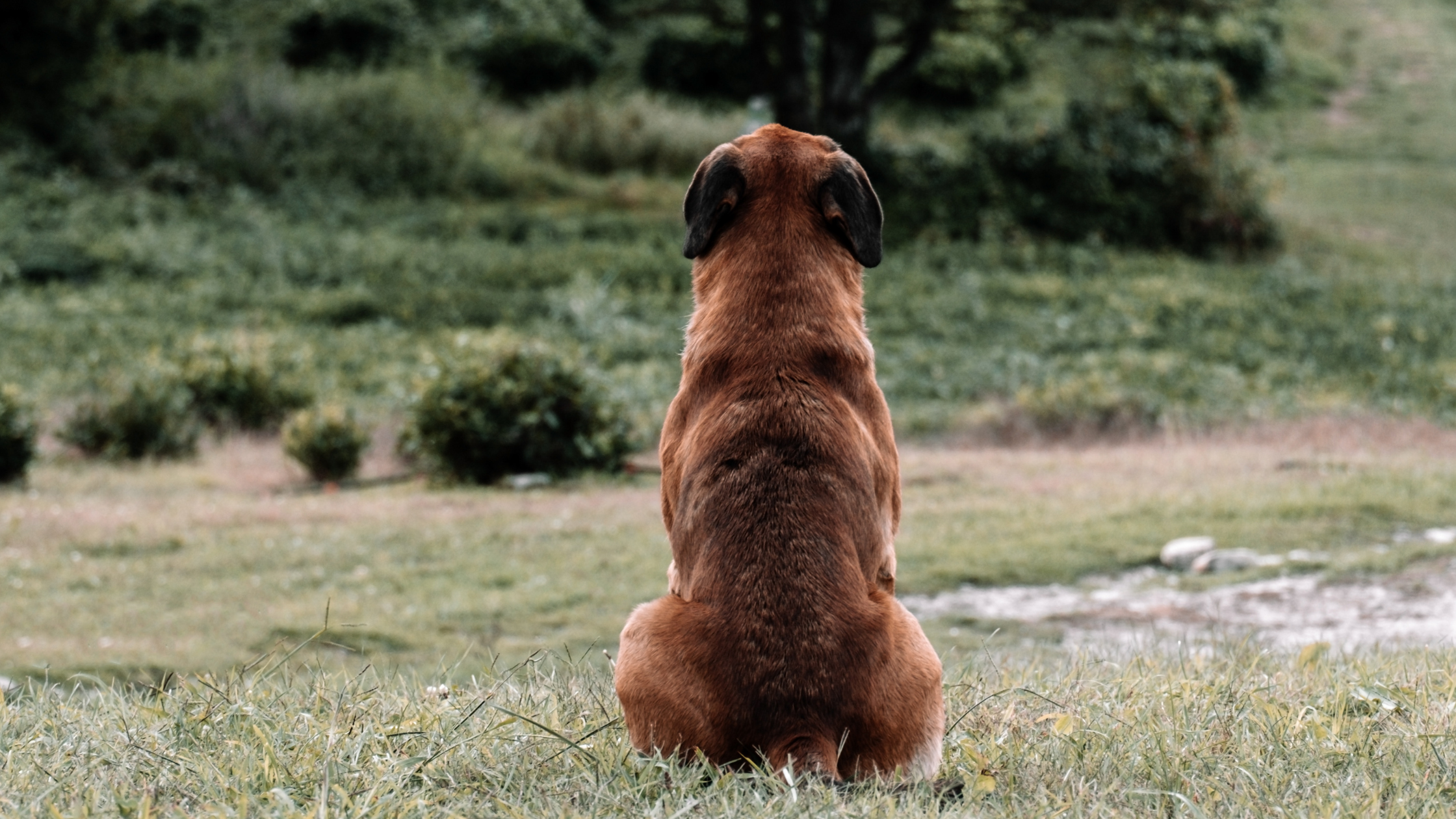Did Your Dog Hurt Their Back? Understanding the Canine Spine