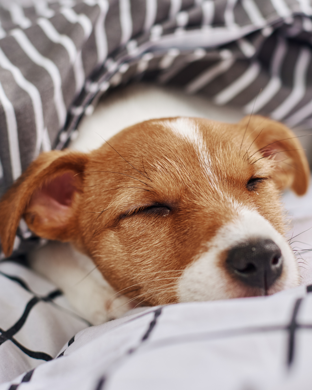Why Your Dog Keeps Changing Sleeping Positions at Night