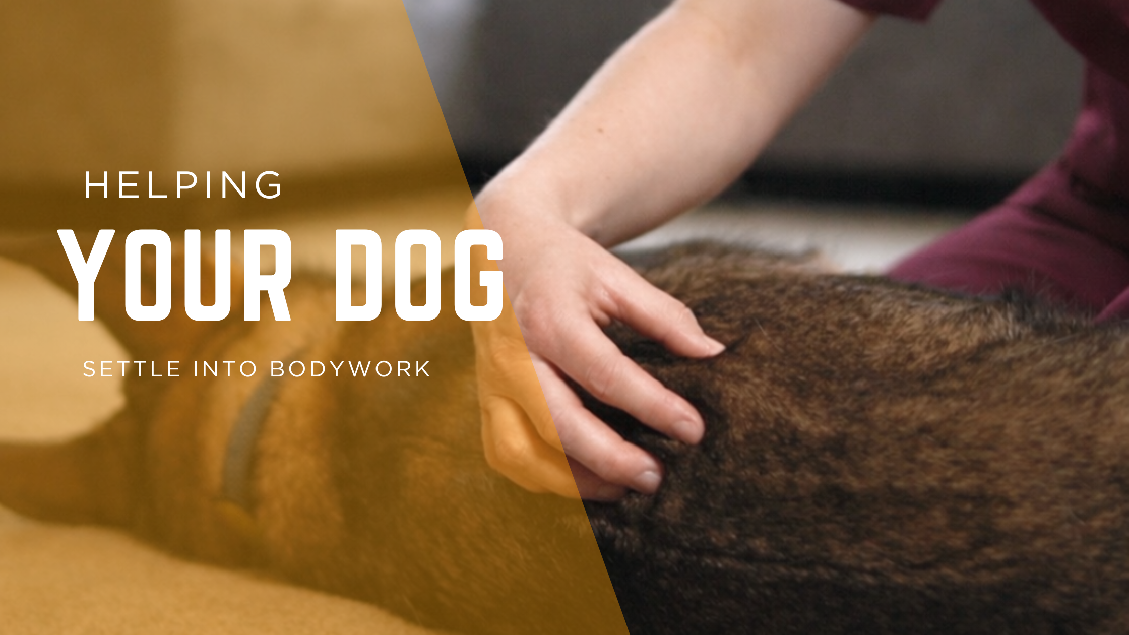 What if My Dog Won’t Sit Still for Canine Massage?
