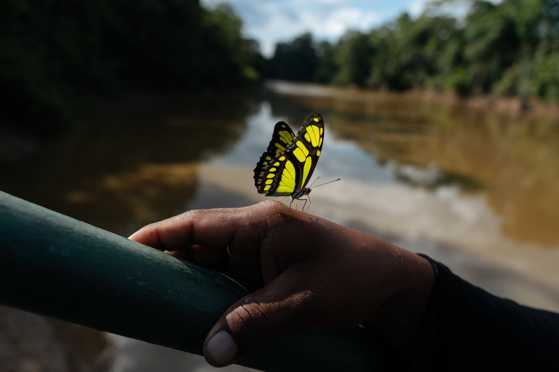 Holmer Machoa looks at a butterfly that landed on his hand at the riverside of the Tiputini River in the Yasuni national park.