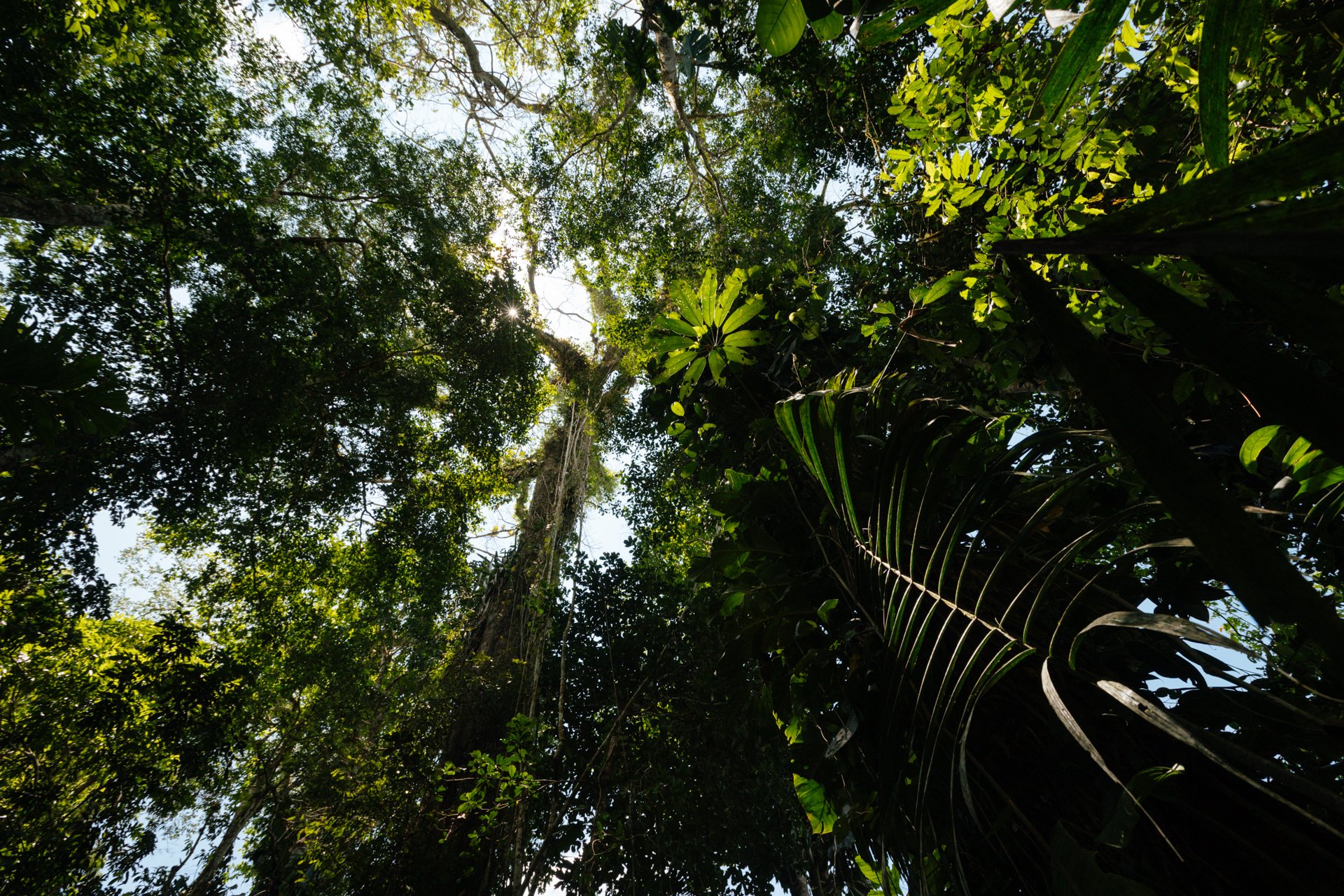The sun shines through a dense forest very close to Llanchama, a small community in the Yasuni National Park, considered one of the most biodiverse places in the world.