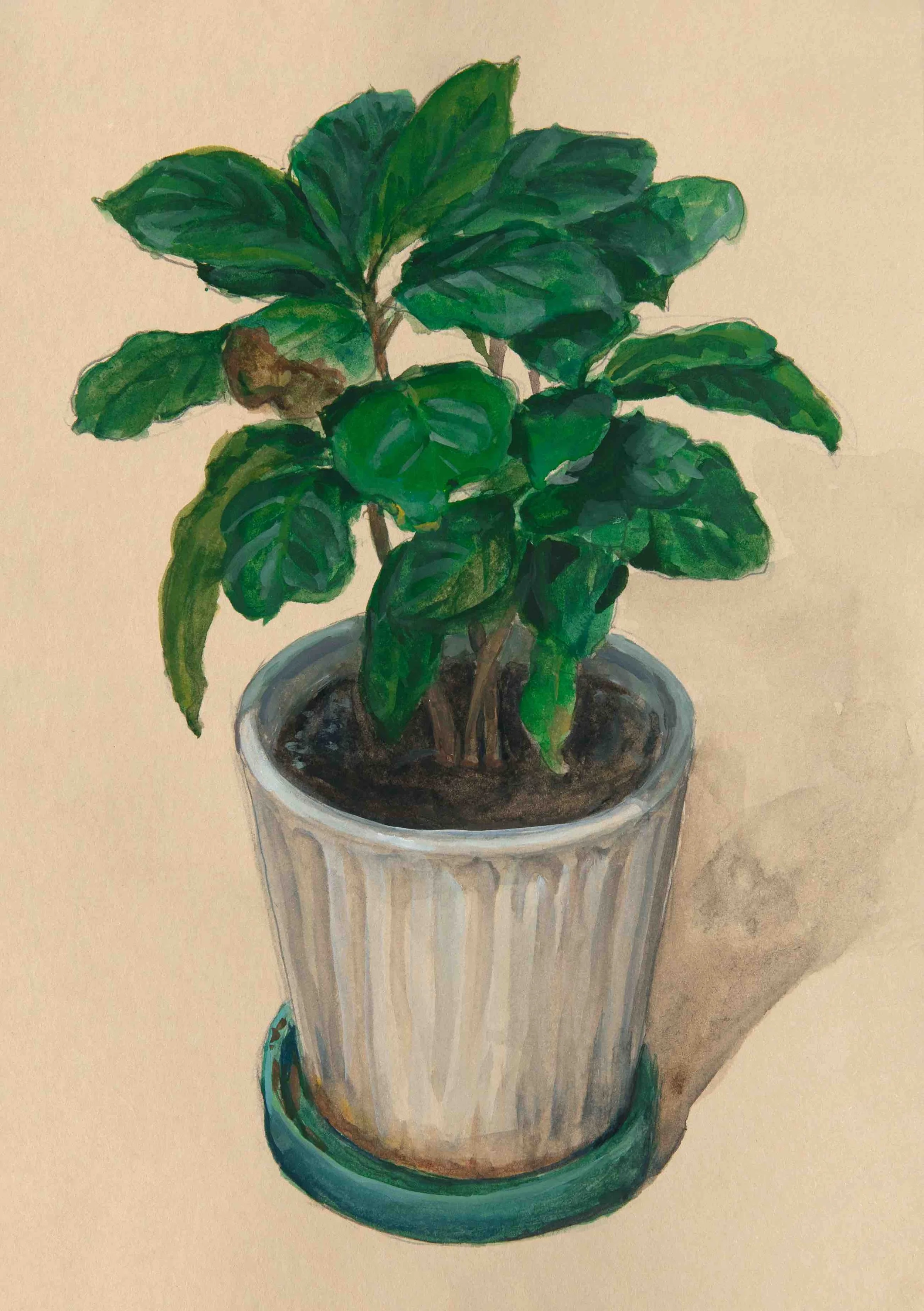 Plant (no. 19)
