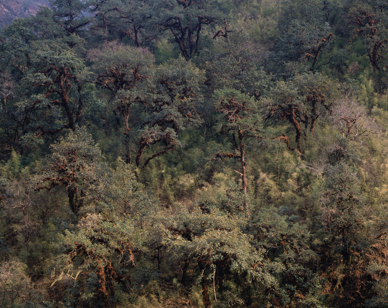 nankin_7_Langtang forest Large.png