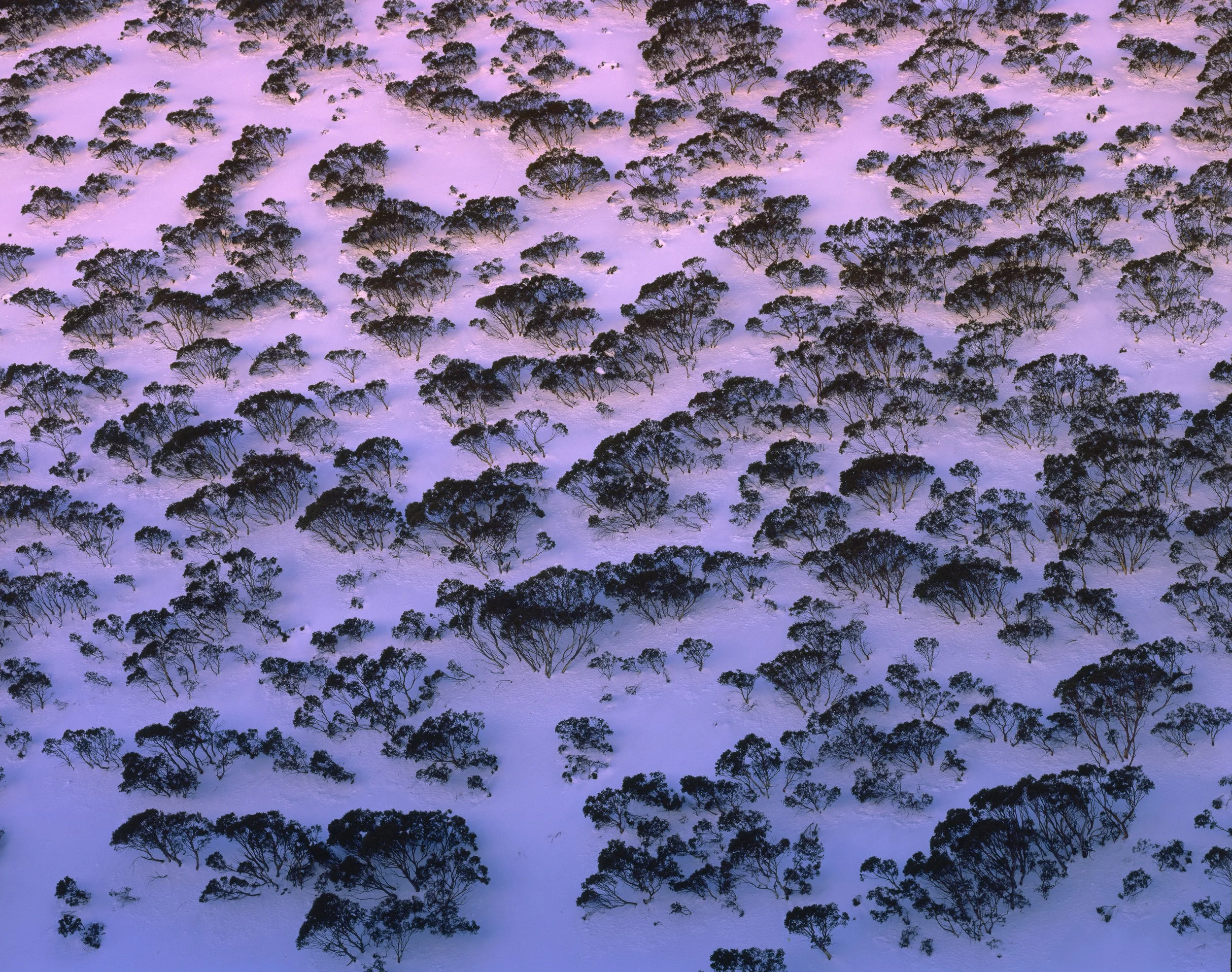 nankin_9_Mt Hotham.jpeg