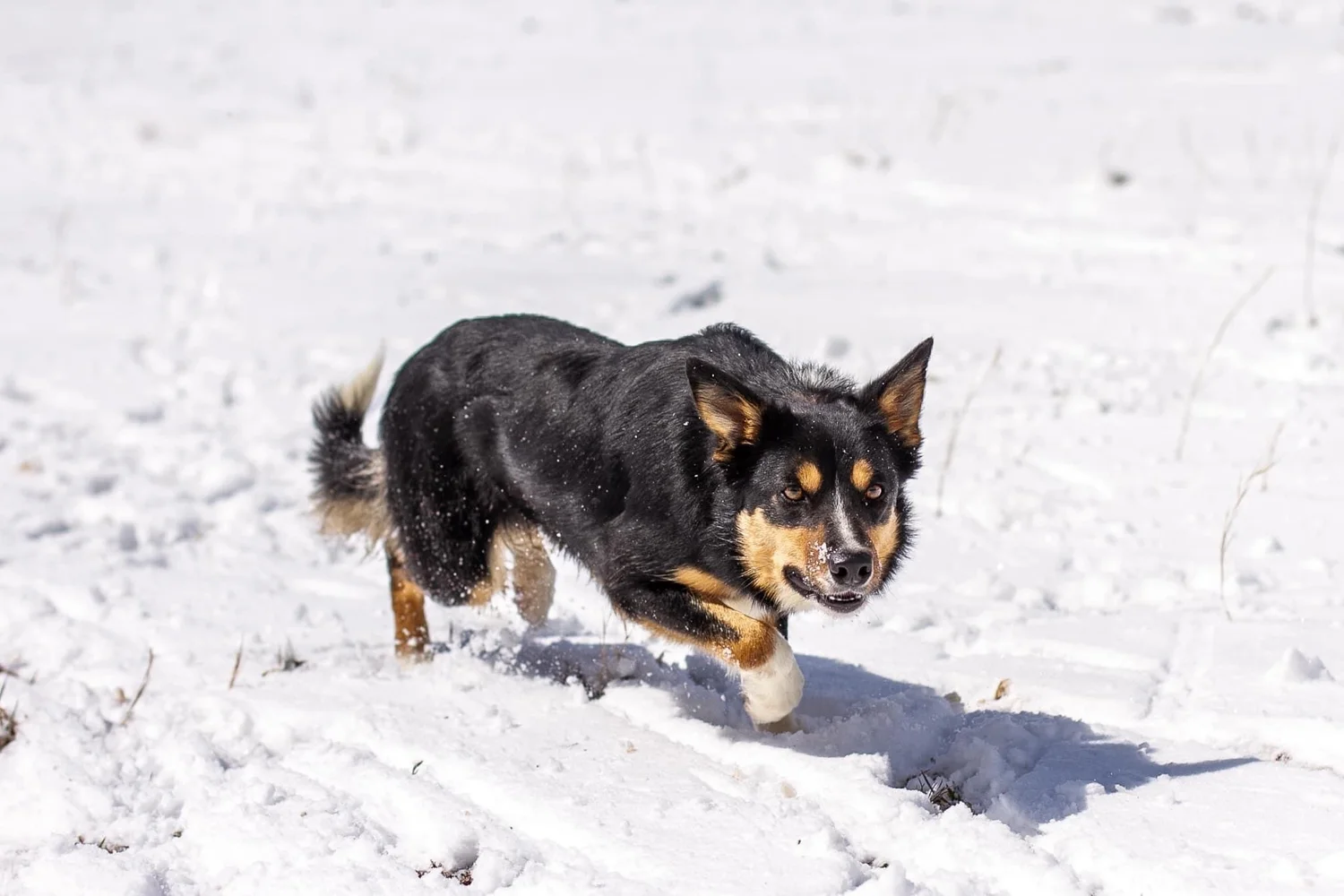 Our Dogs — Magnolia Ridge Farm