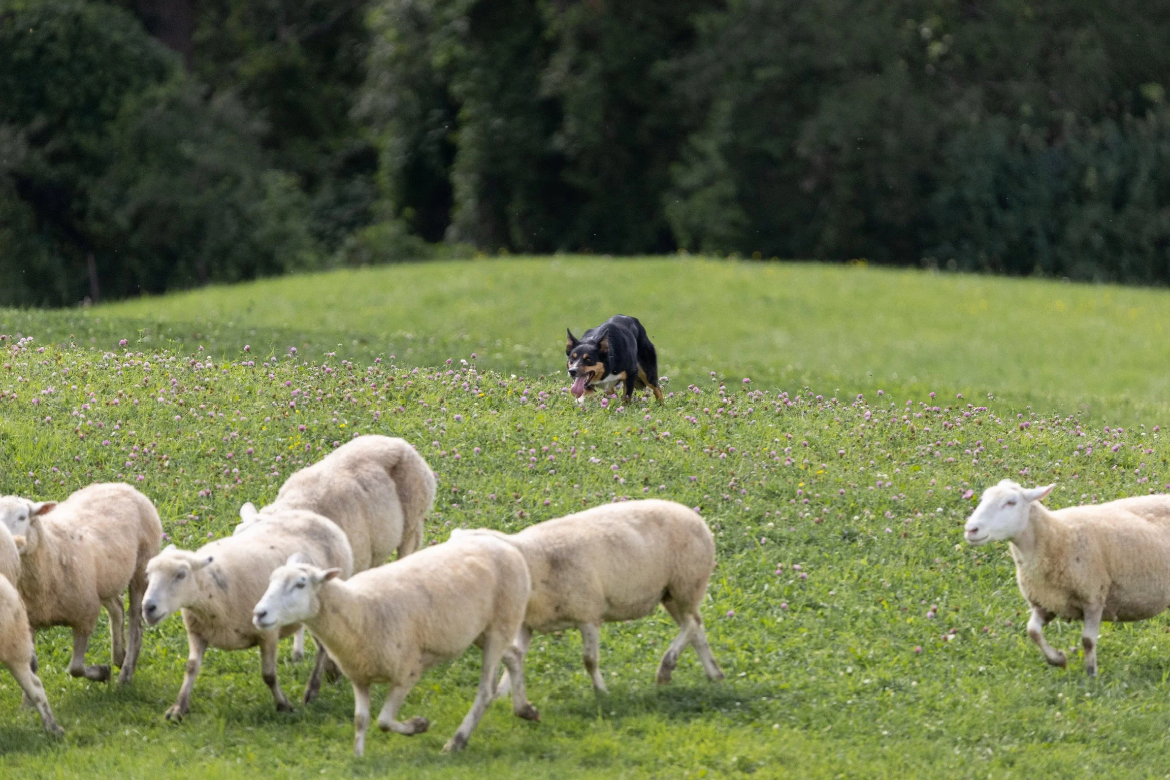 Our Dogs — Magnolia Ridge Farm