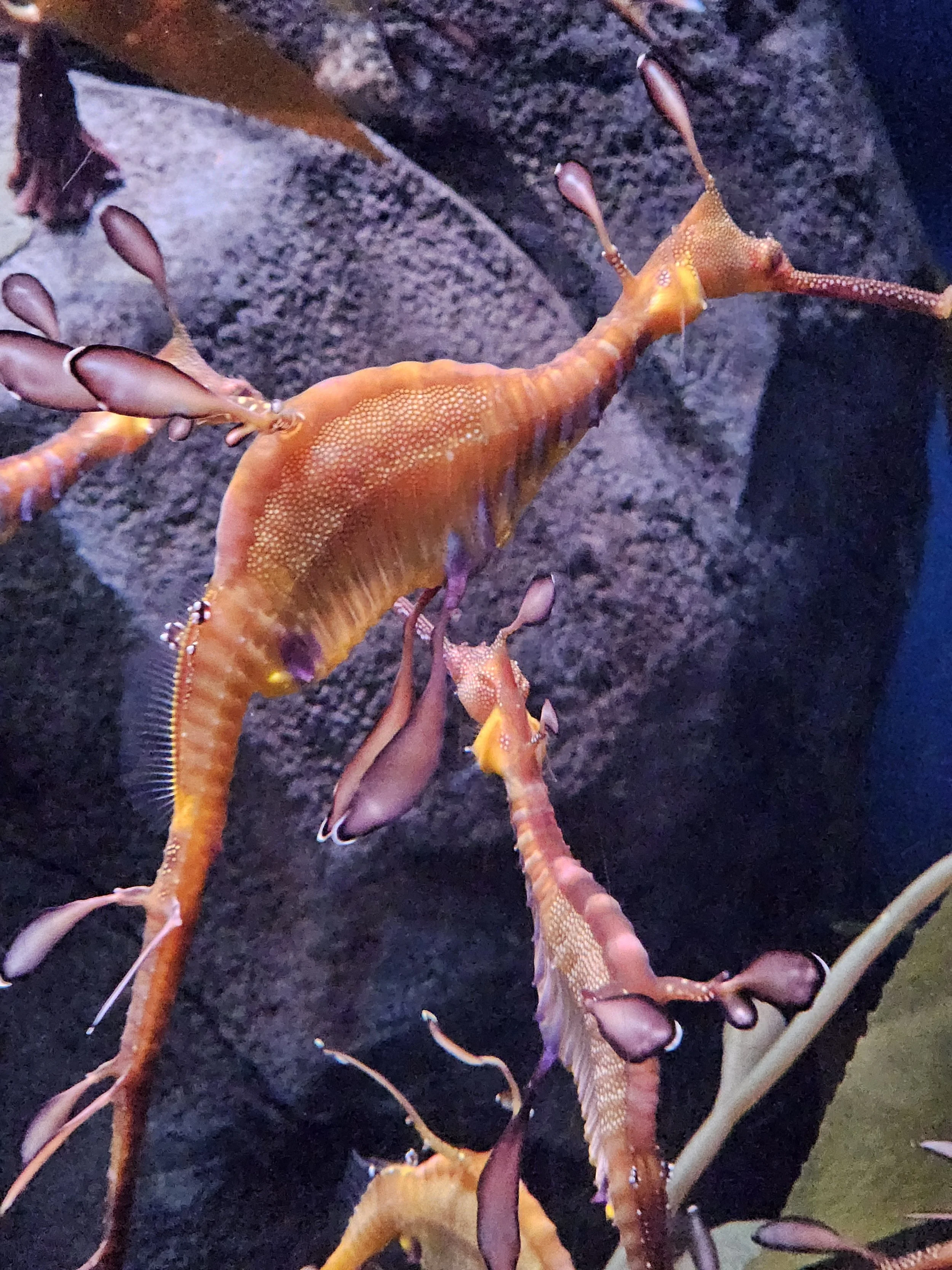 the Sea Dragon- Print Club Prep