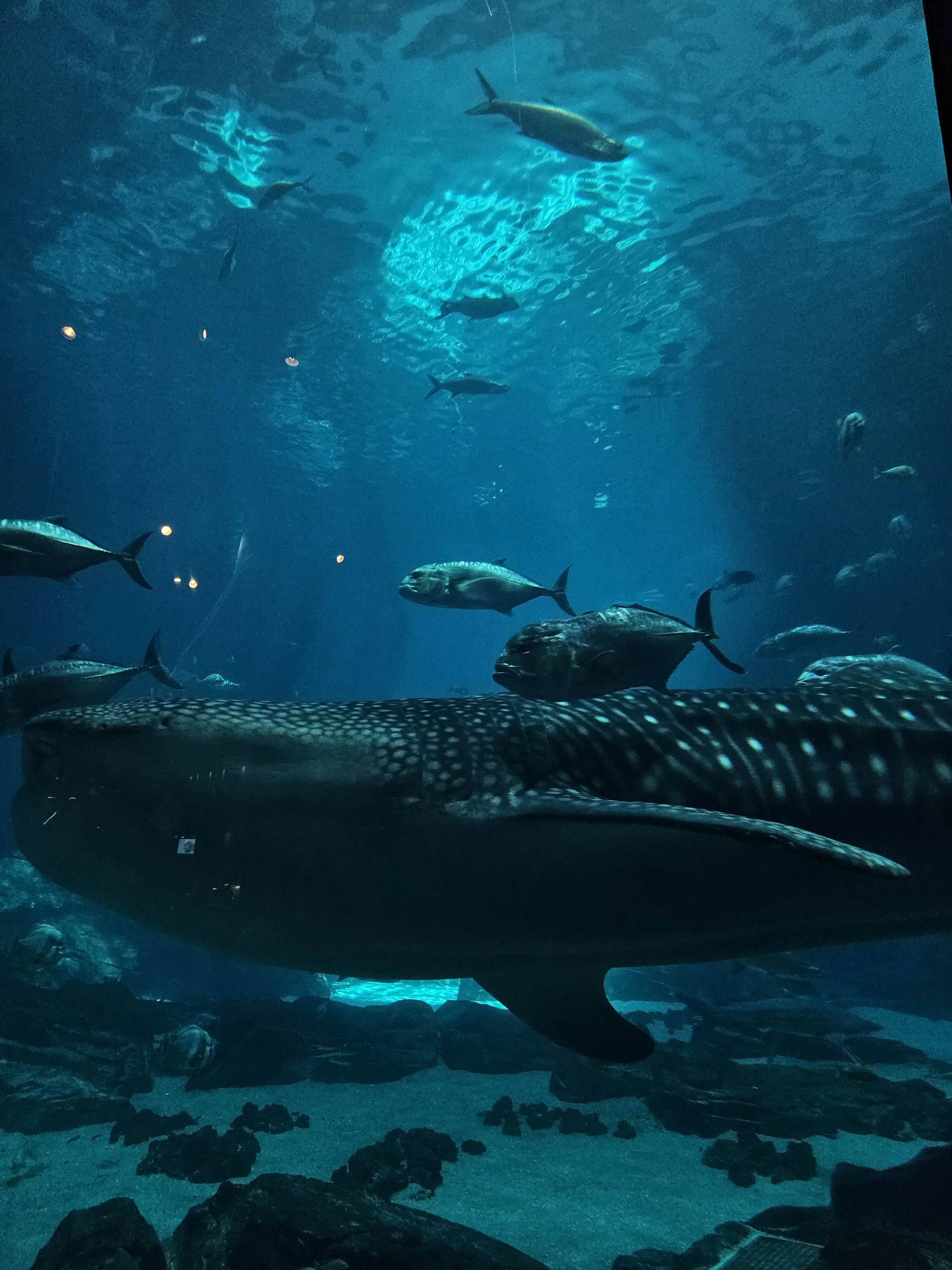 the Whale Shark- Print Club Prep