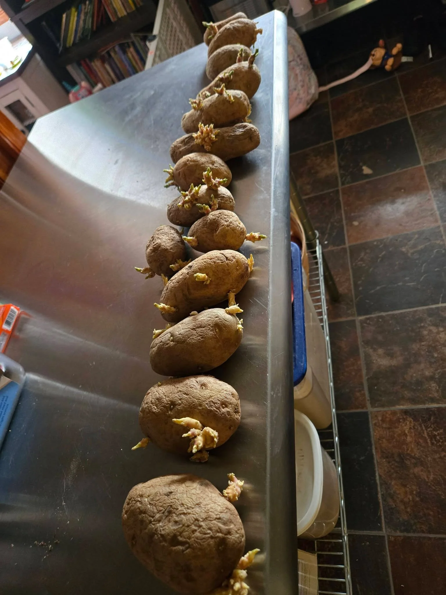 Gonna try to grow some taters this year as well 🤷🙏