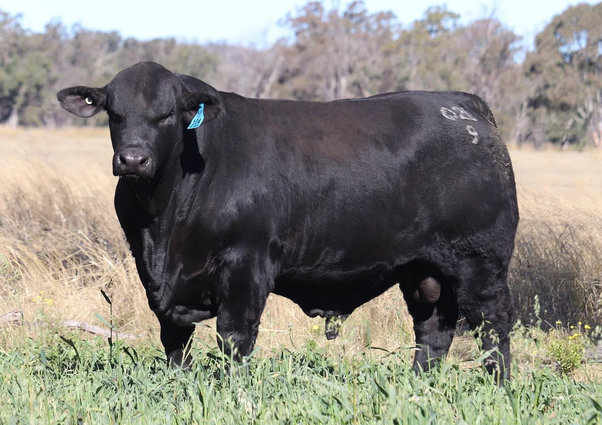 Palgrove Primemover1.JPG