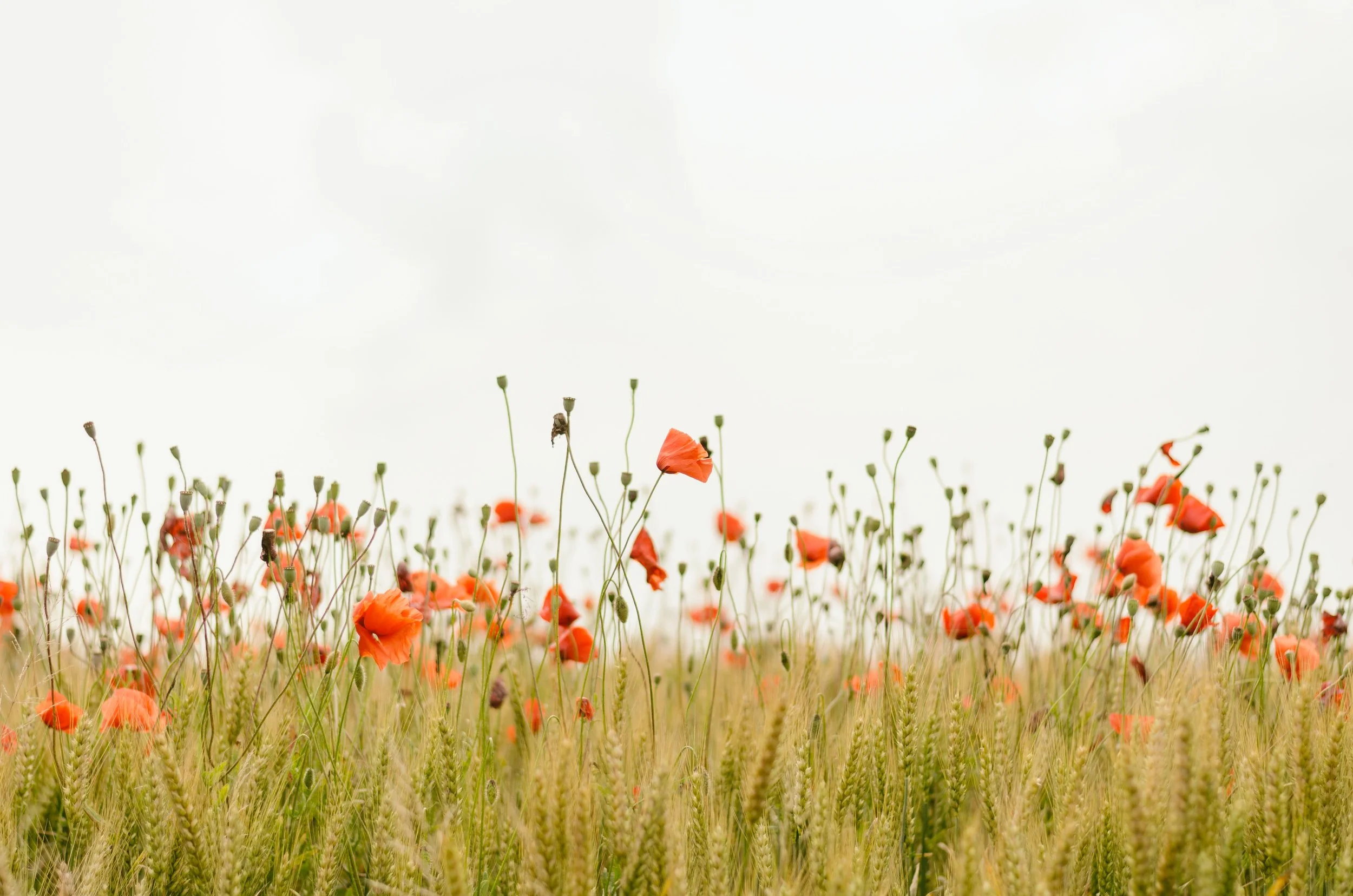 Cultivating Resilience: Nature Therapy and Horticultural Healing