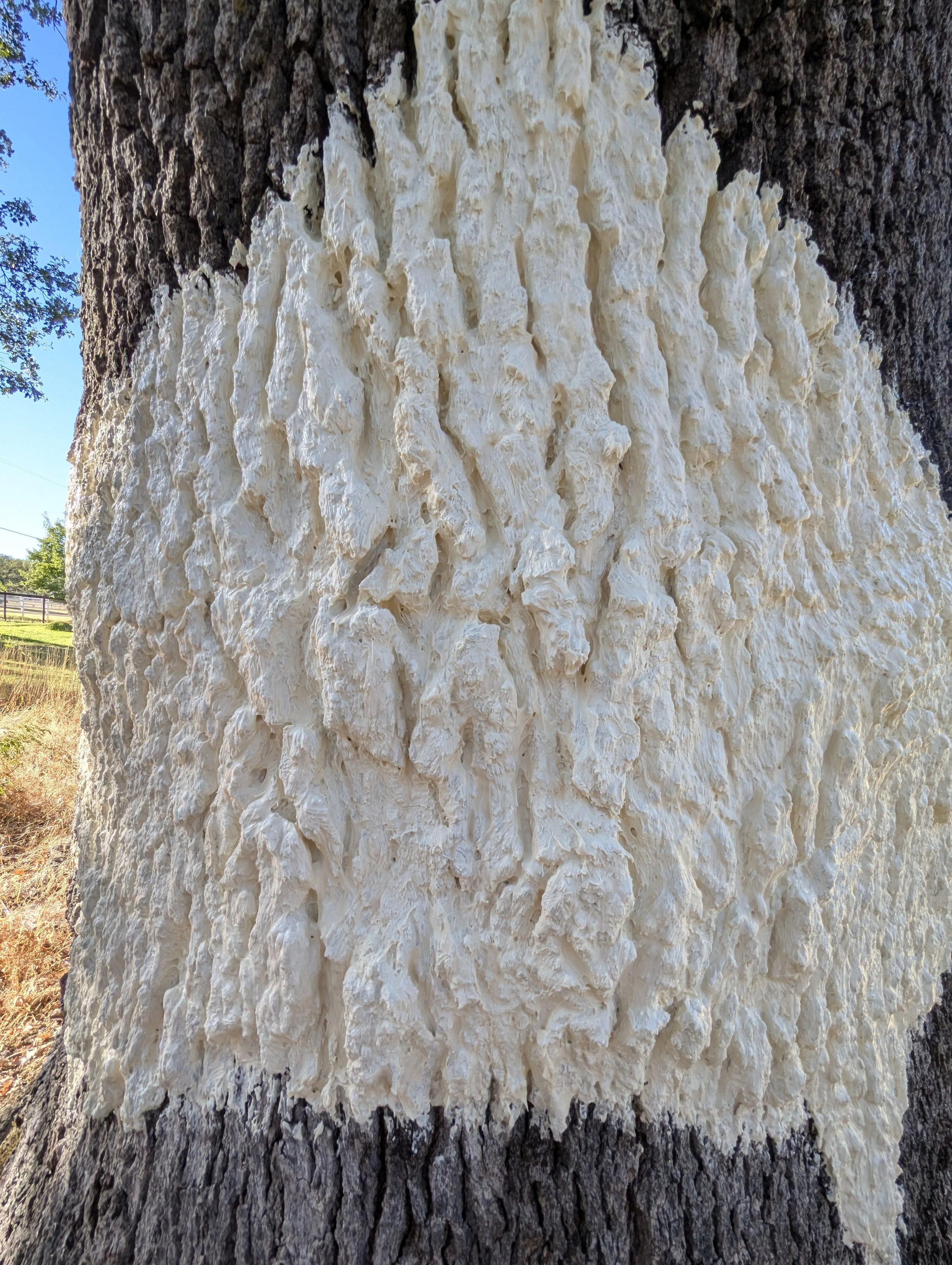 Oak hide molding latex 1.jpeg