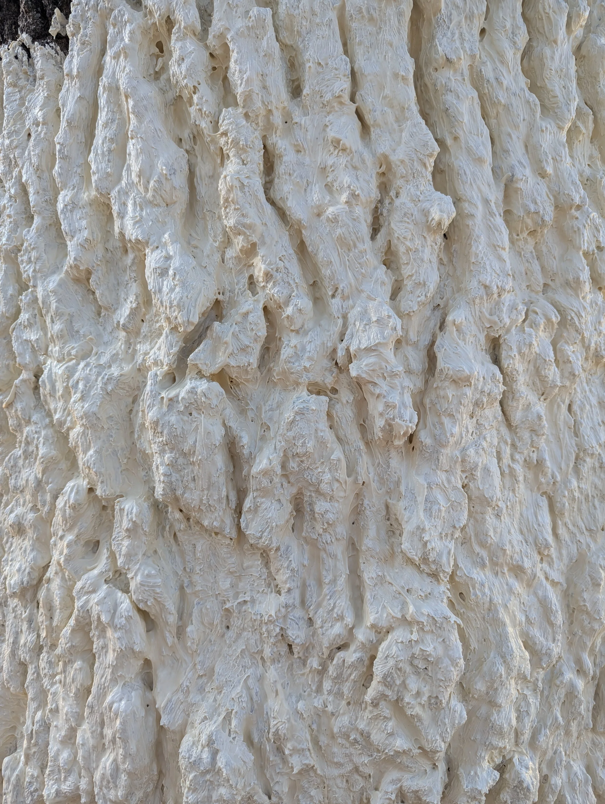 Oak hide molding latex.jpeg