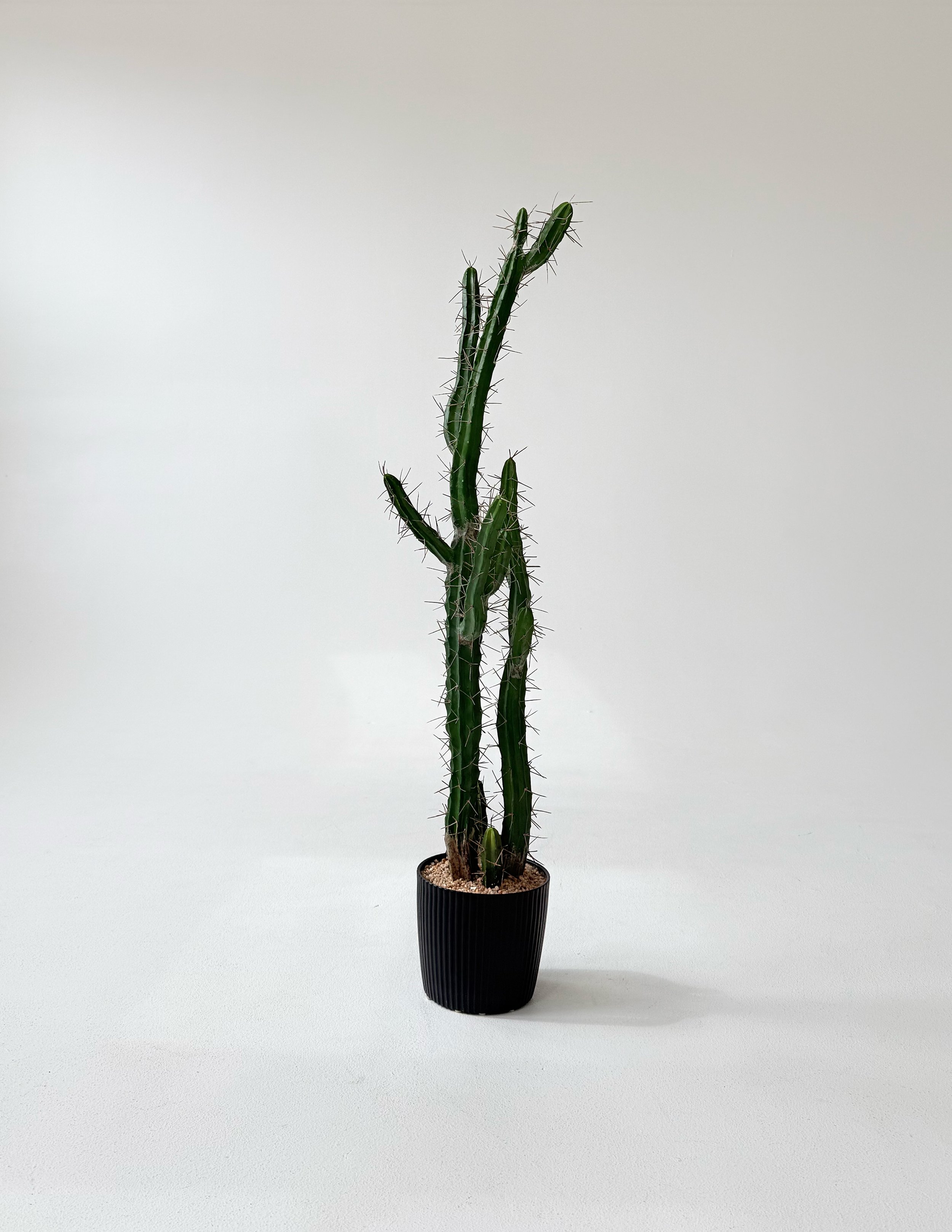 4-foot cactus at Sixteenth St. Studio in Greeley, Colorado