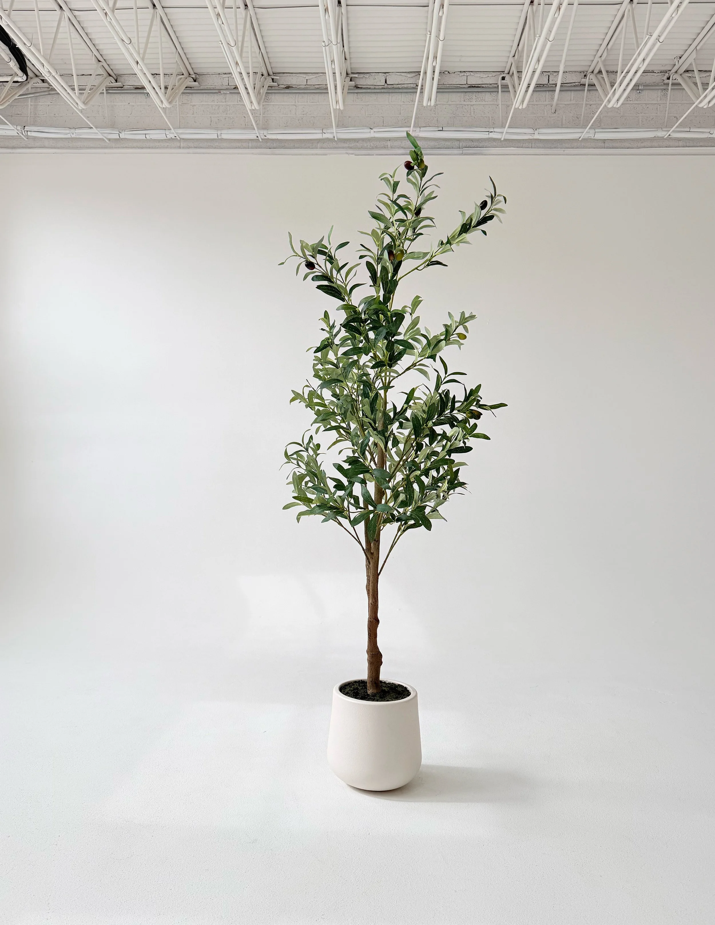 4-foot olive tree at Sixteenth St. Studio in Greeley, Colorado