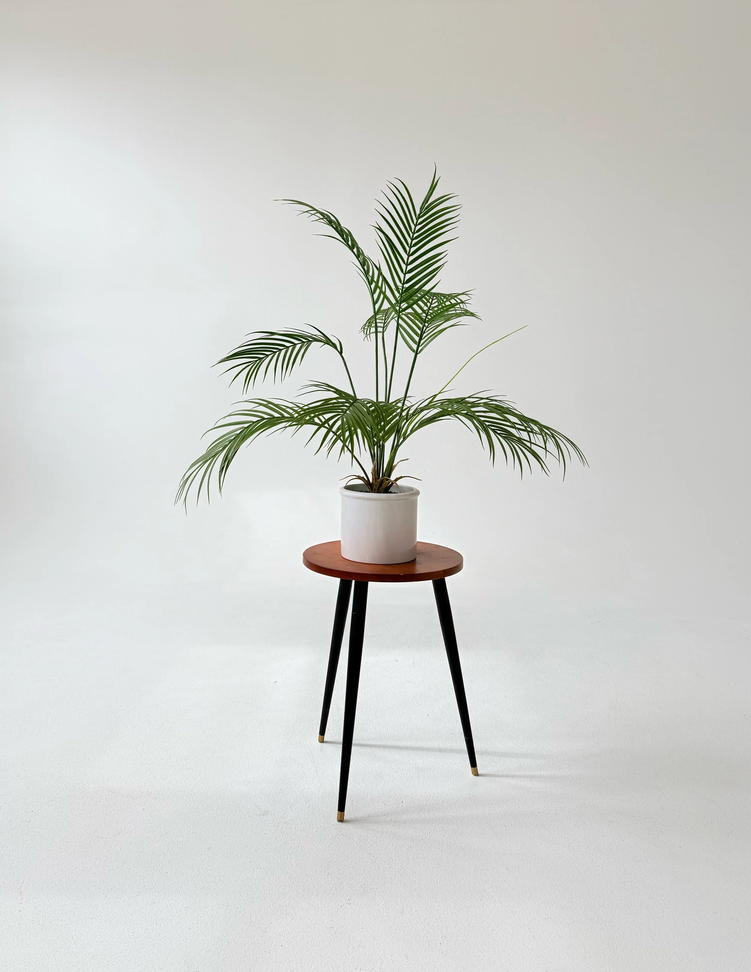 Wood side table and palm plant at Sixteenth St. Studio in Greeley, Colorado