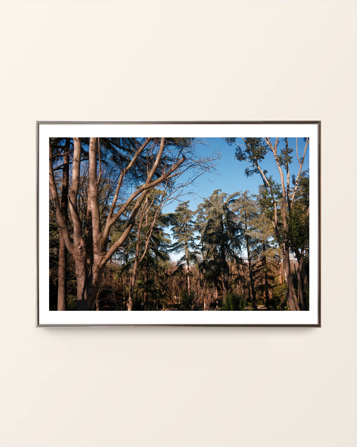 tree_dreaming_frame_border.png