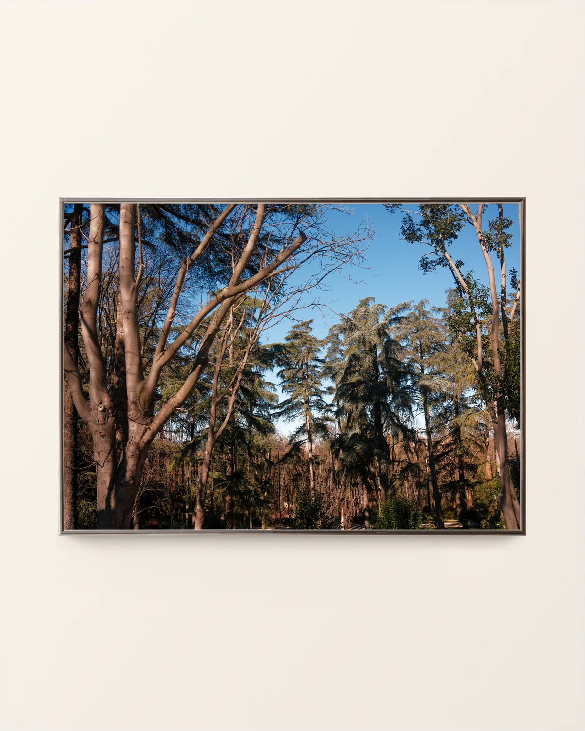 tree_dreaming_frame_full.png