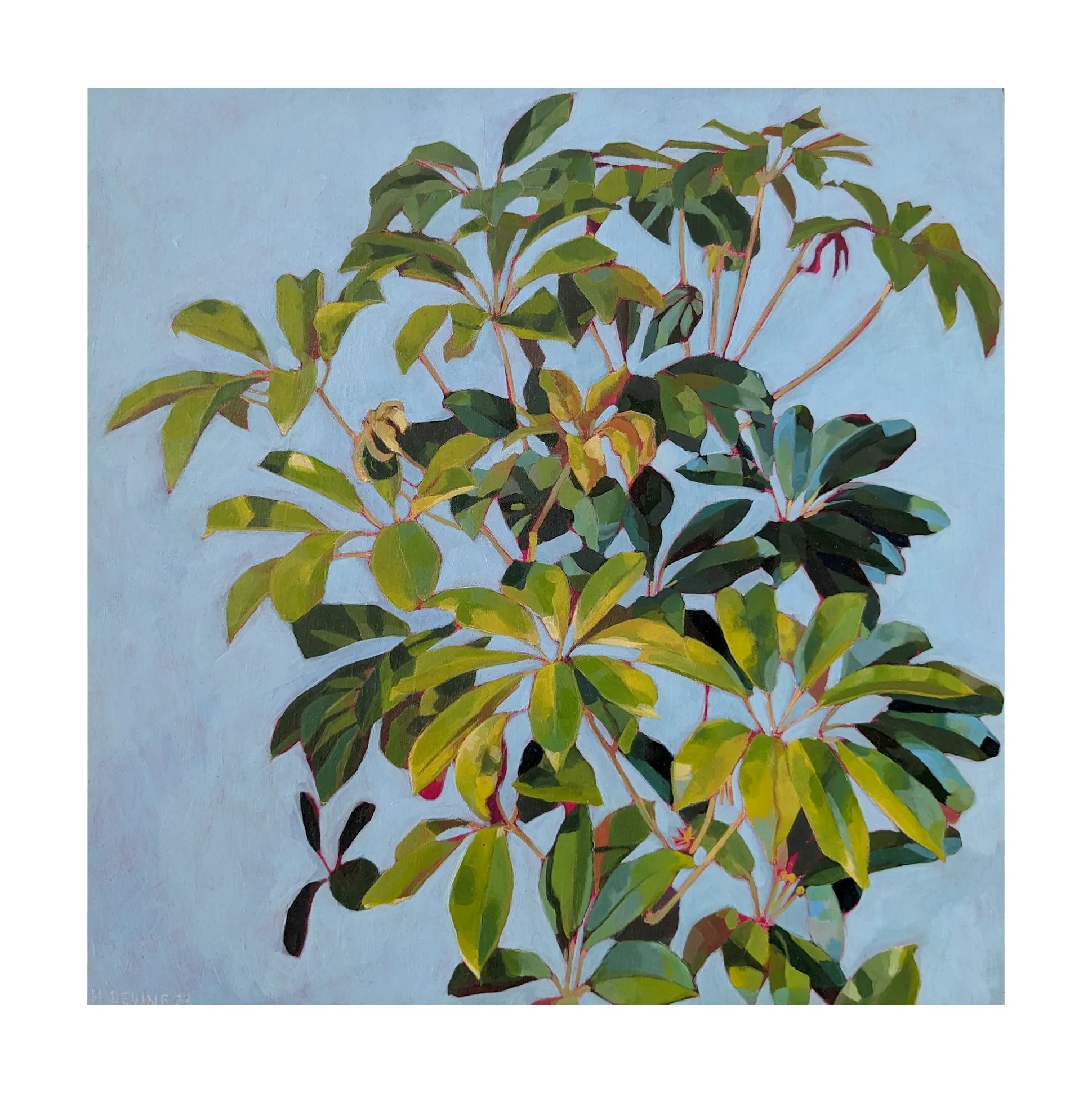 Umbrella Plant - Image 04.jpg
