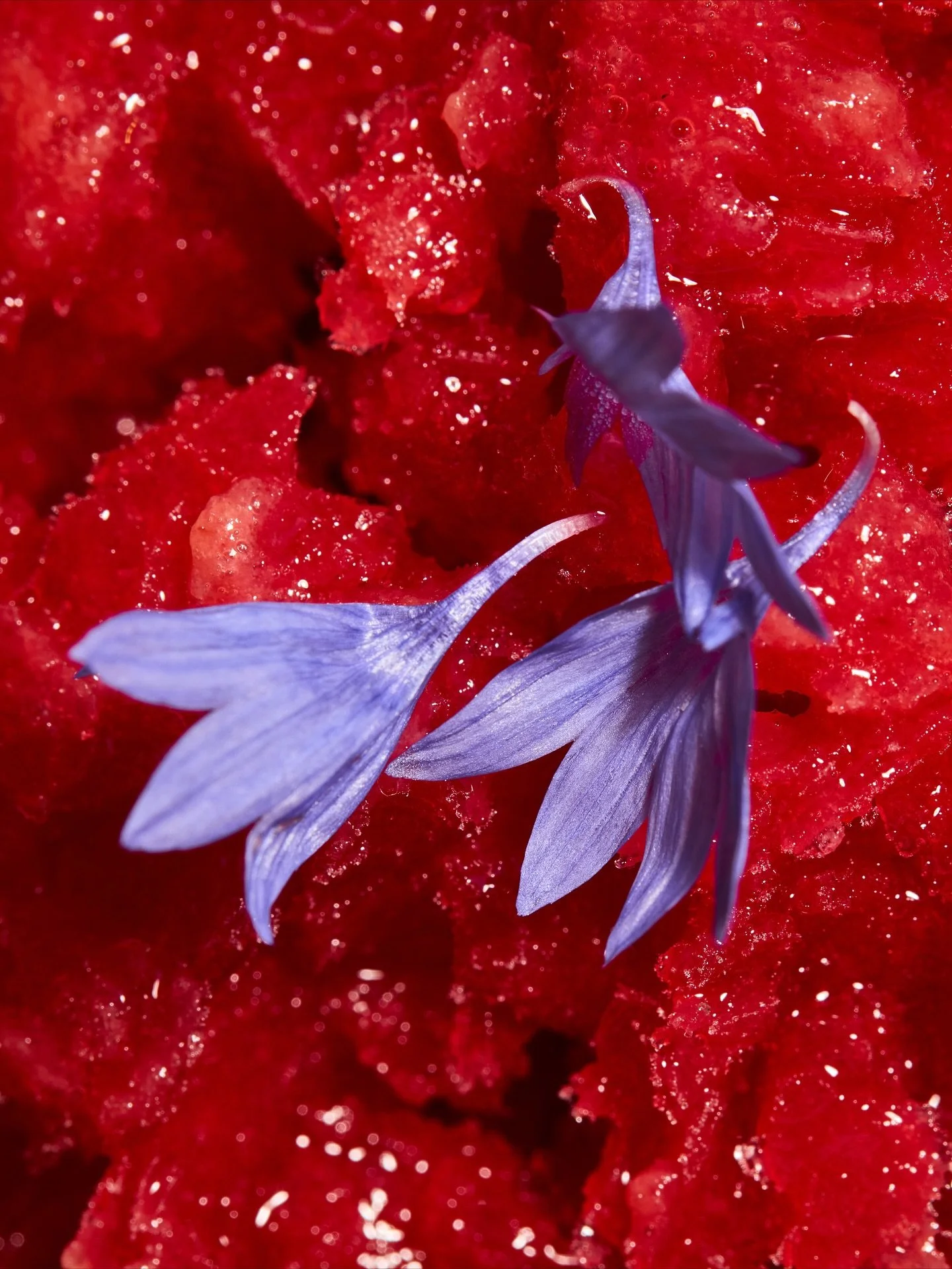 Ube Cheesecake &amp; Paloma

A gentle finish to the journey. Ube, or purple yam, brings you a natural sweetness to the end of your meal. Its soft, earthy flavour is beloved across Japan. 

We pair with our grapefruit, lime, and agave Paloma - Chef Le