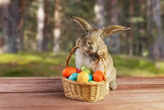 Easter Egg Hunt with the Easter Bunny at Pet Valu!