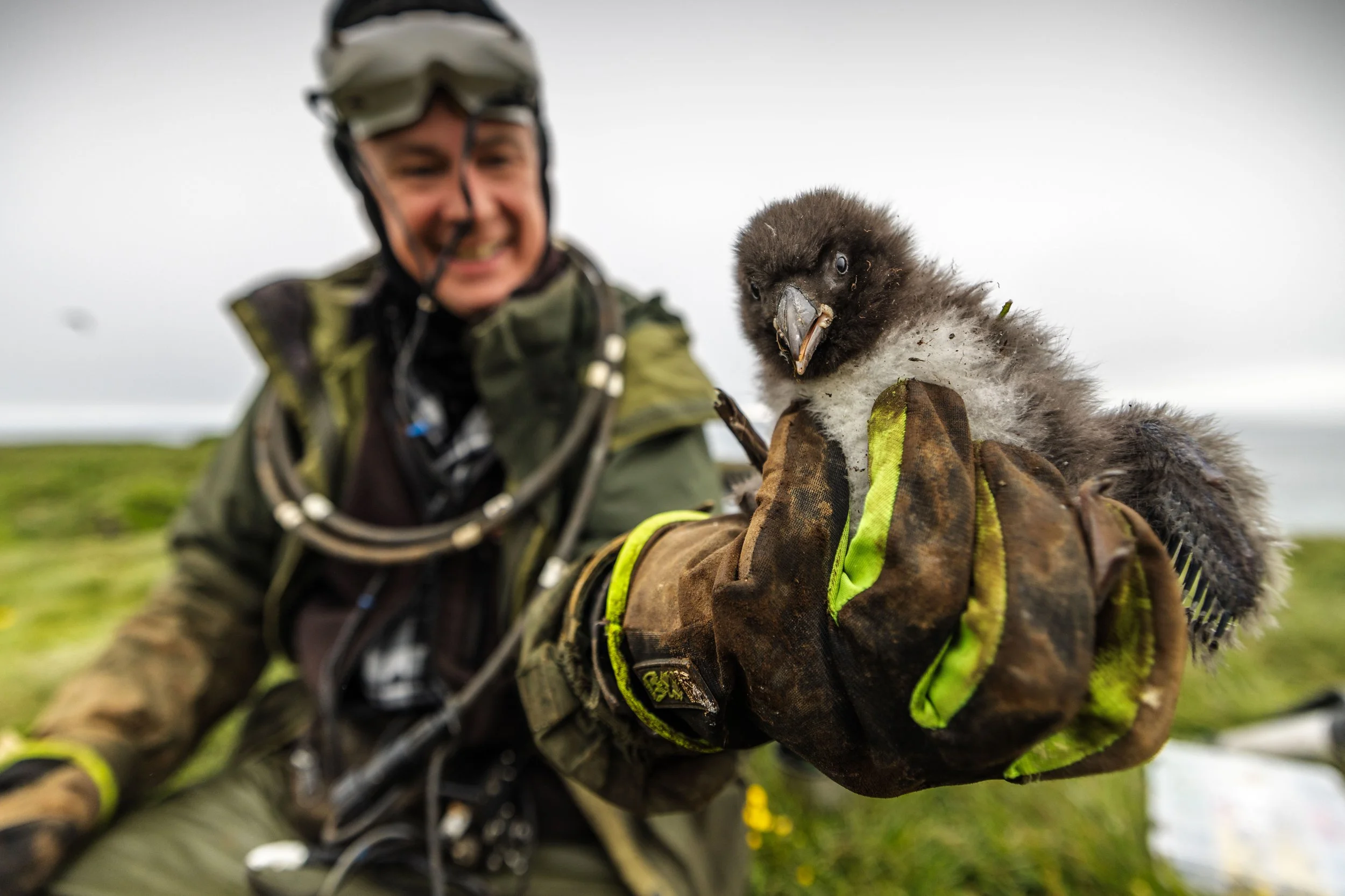 Puffling1.jpg
