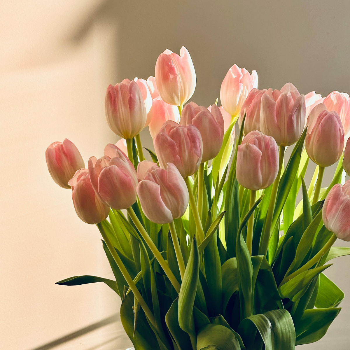 Tulips (2).png